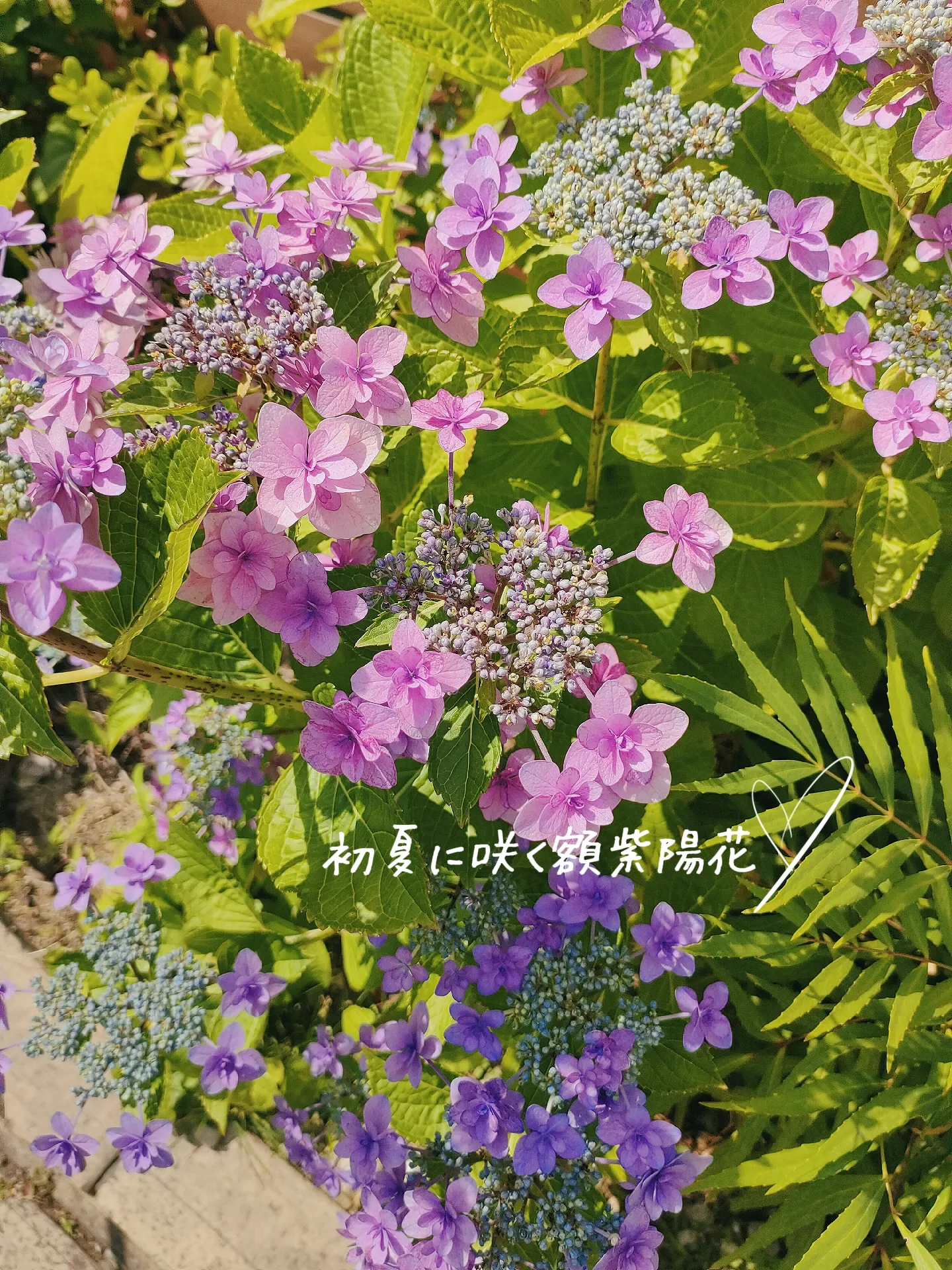 紫陽花 濃いブルー✨お庭に毎年咲きます✨濃い紫色のお花です✨③ 