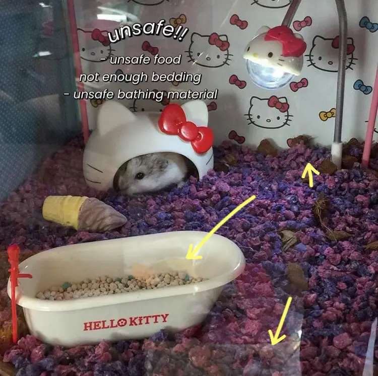 Safe and unsafe foods for outlet hamsters