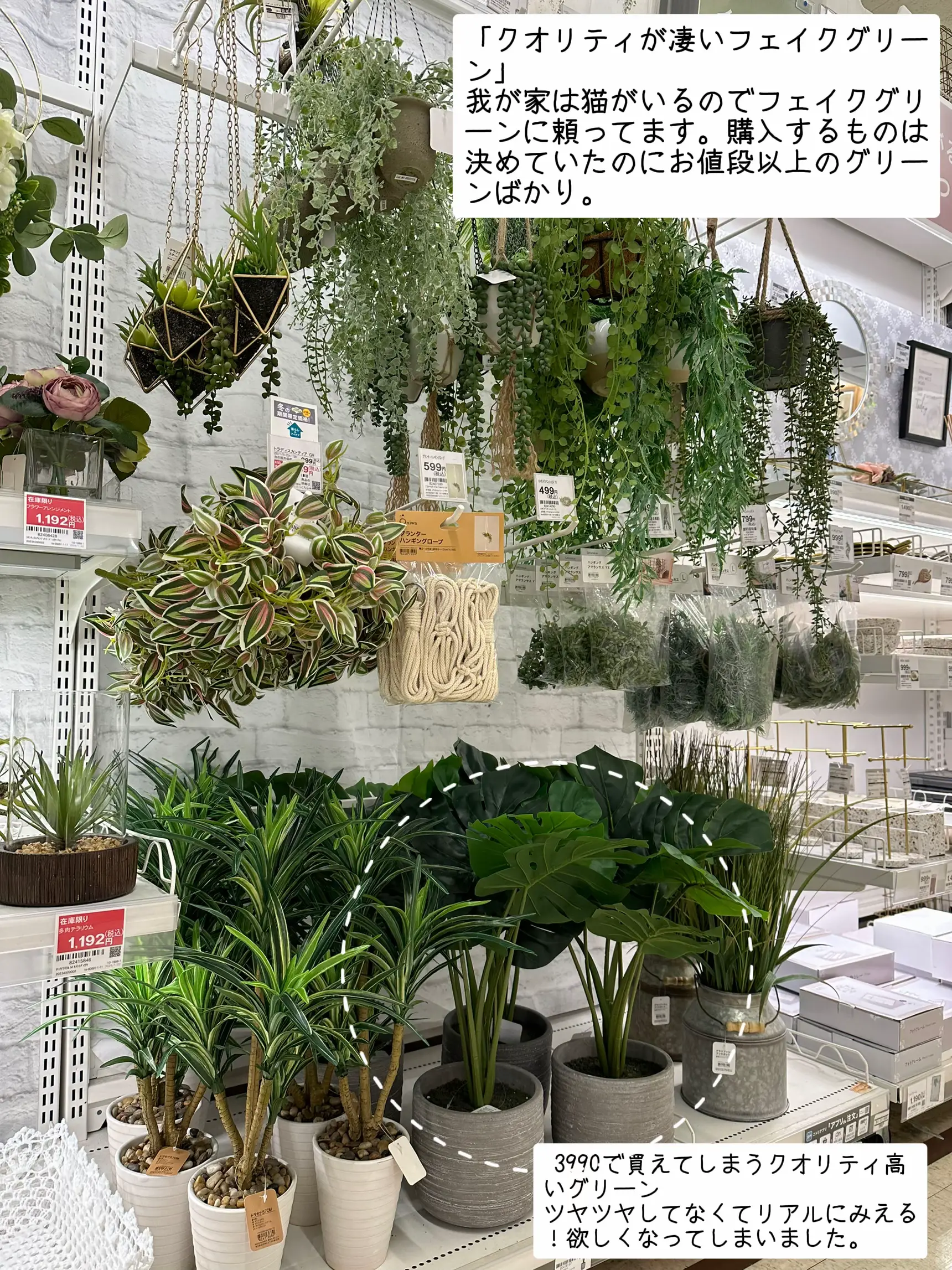 ニトリ フェイク グリーン ウンベラータ 180cm - 植物/観葉植物