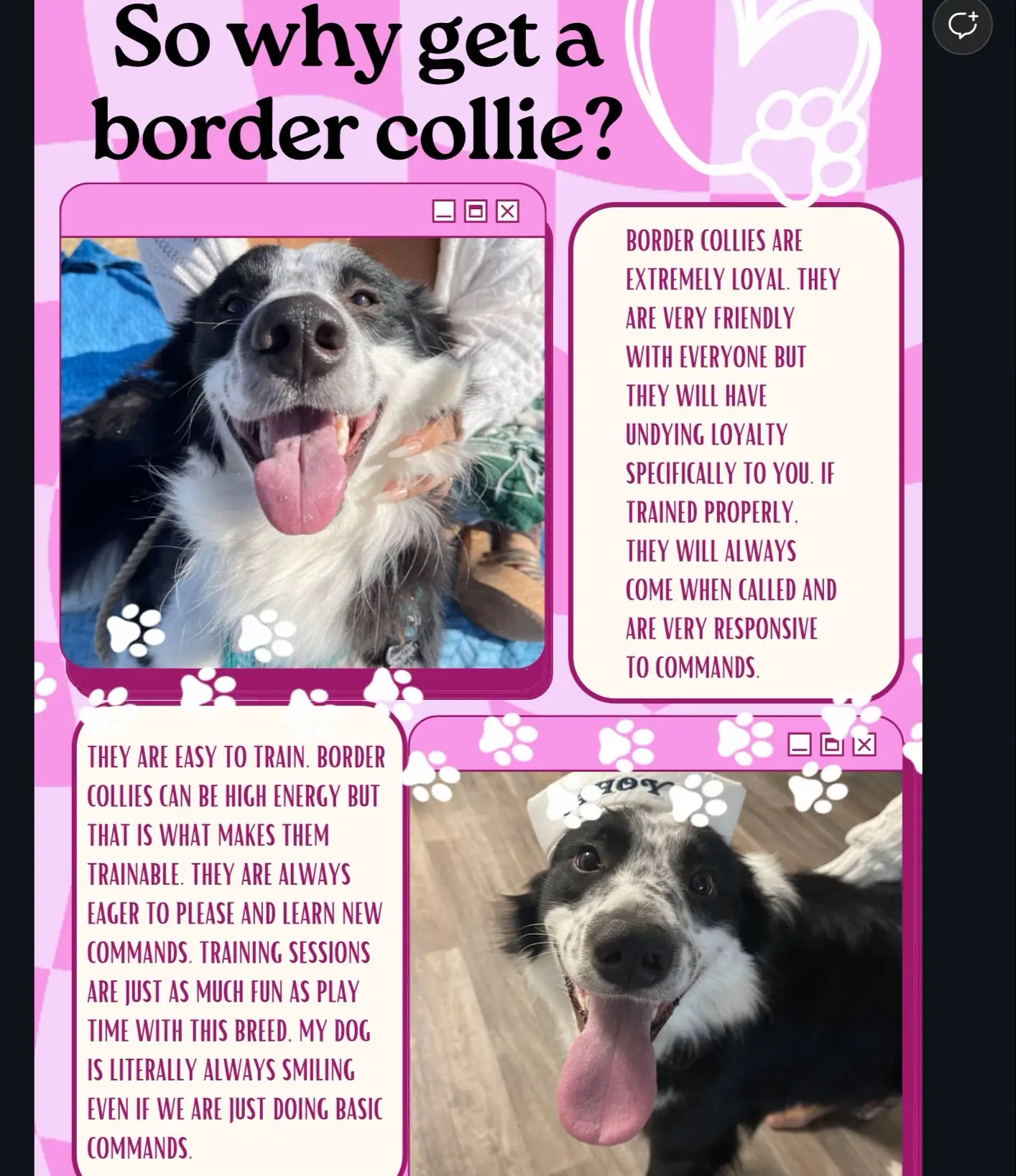 are collies high energy