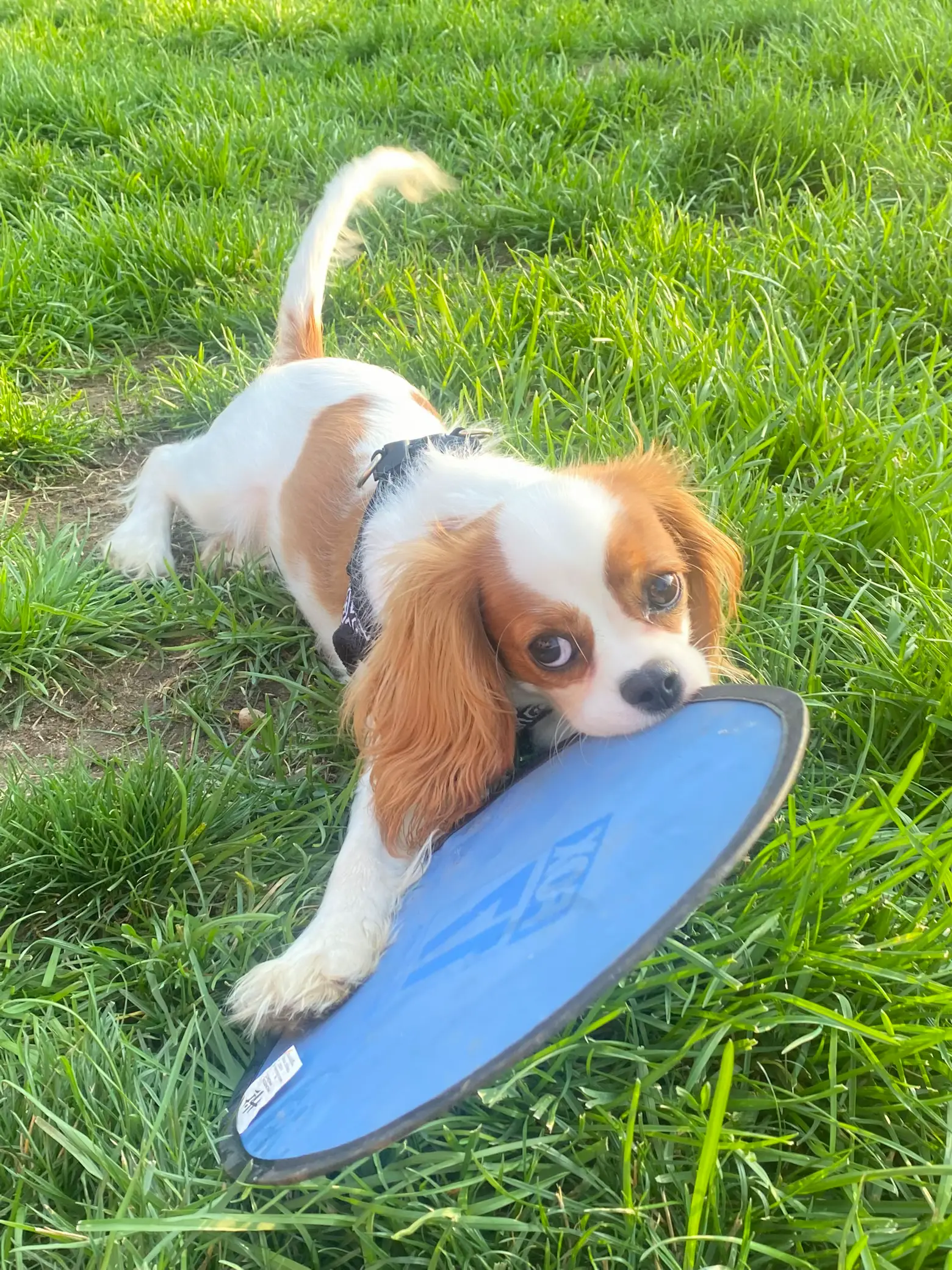 8 FACTS EVERY CAVALIER KING CHARLES LOVER NEEDS TO KNOW – CavLife