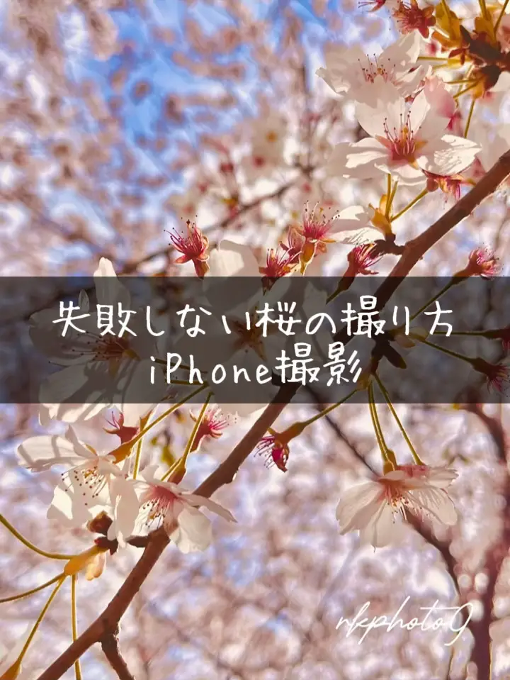 iPhoneで失敗しない桜の撮り方