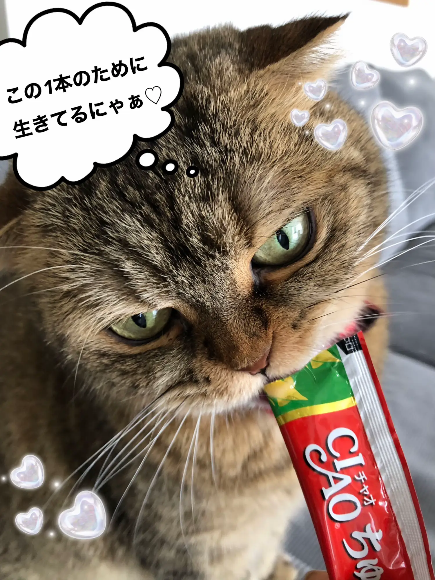 猫の日( ΦωΦ ) | ペキポメもずくのＲまま‪が投稿したフォトブック | Lemon8‬