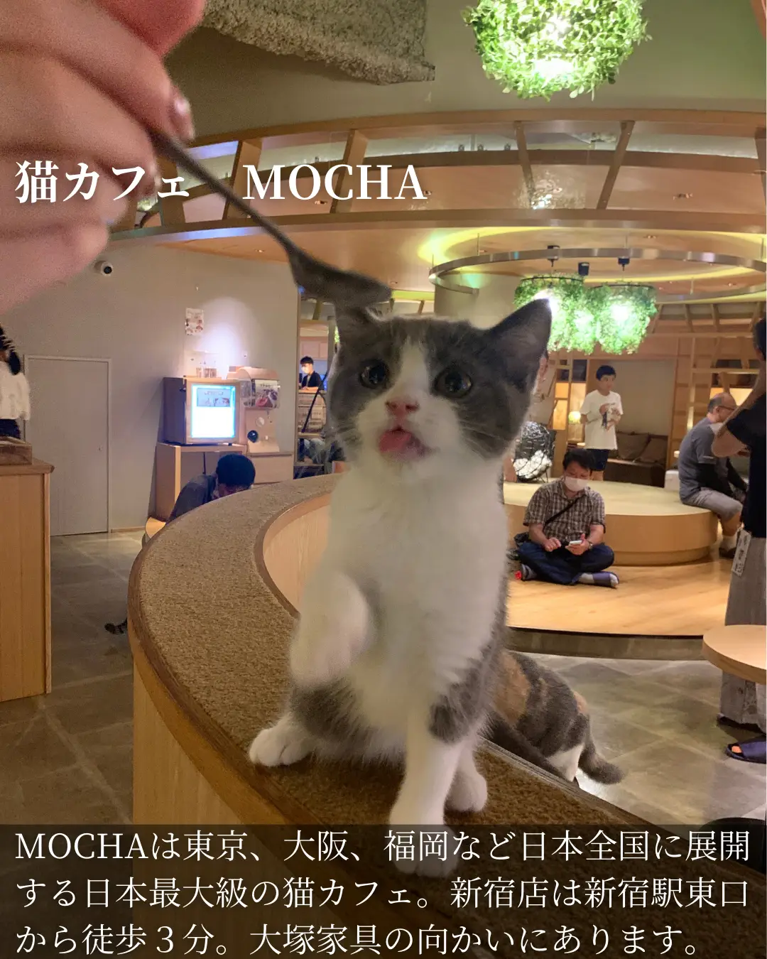 猫カフェ MOCHA ペアチケット - 施設利用券