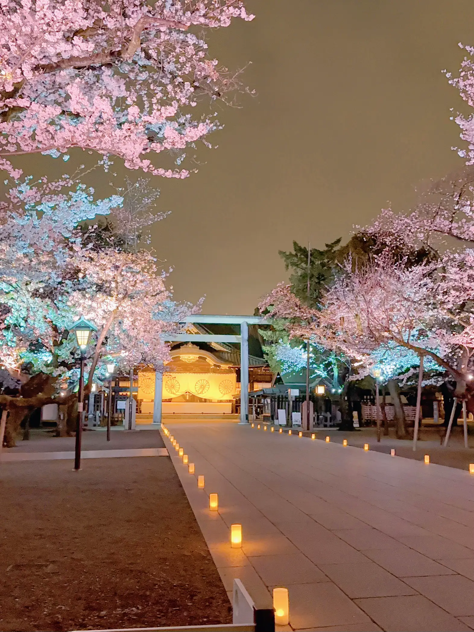 ✼東京✼圧巻!!参道にある桜の木がとても綺麗な靖国神社✨ | chim🫧コスパ旅が投稿したフォトブック | Lemon8