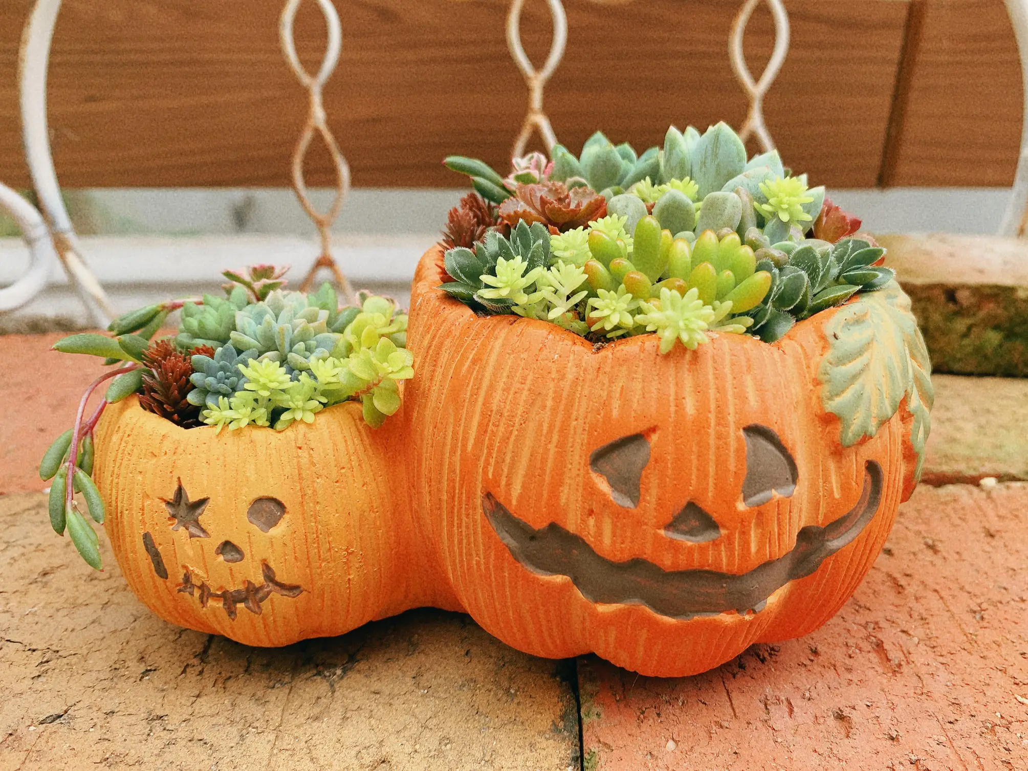 ハロウィン🎃寄せ植え🌱 | Lulu_Muu_Mamaが投稿したフォトブック | Lemon8