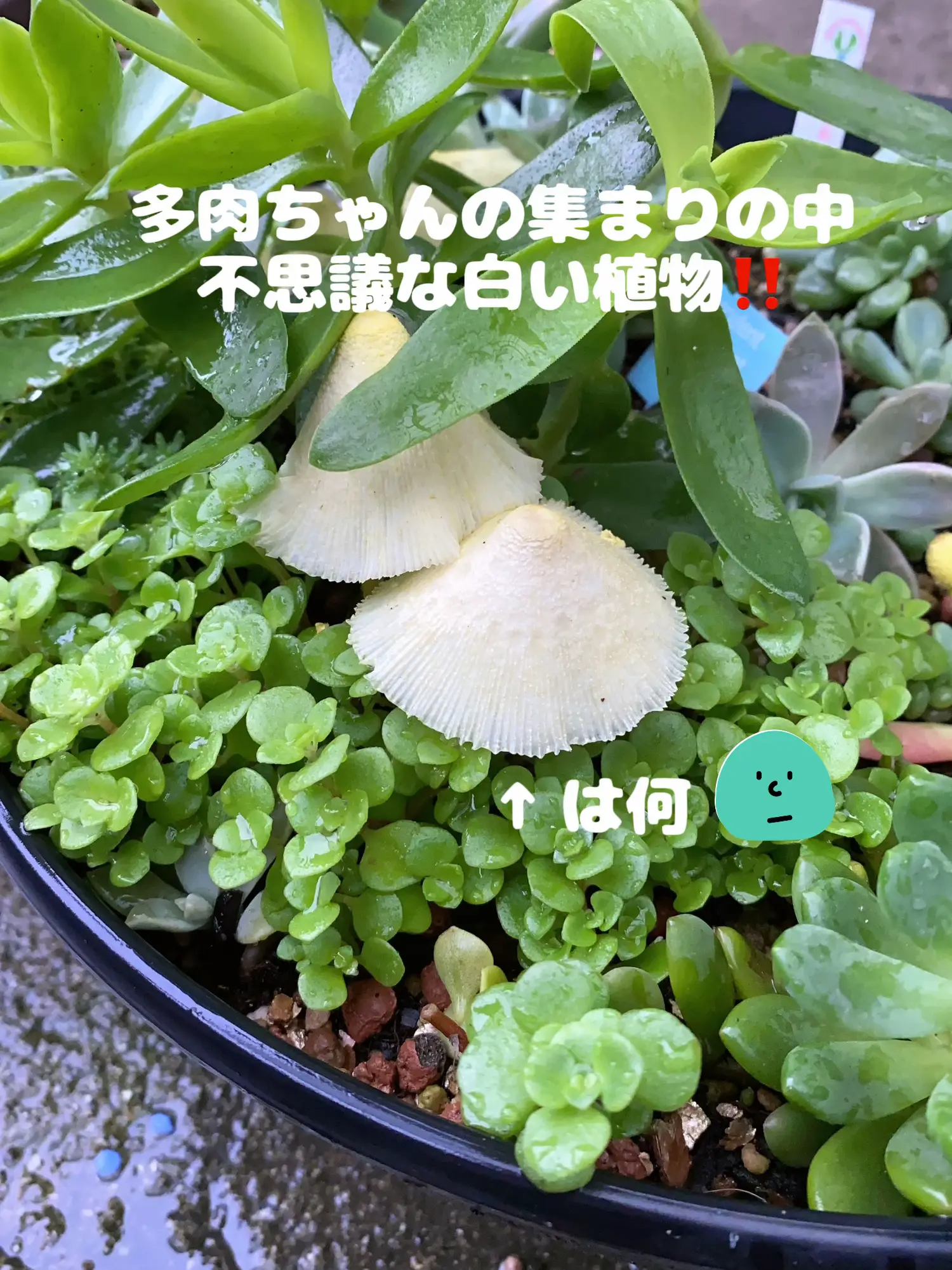 多肉ちゃん寄せ植えに、奇妙な植物が！ | KAZUが投稿したフォトブック | Lemon8