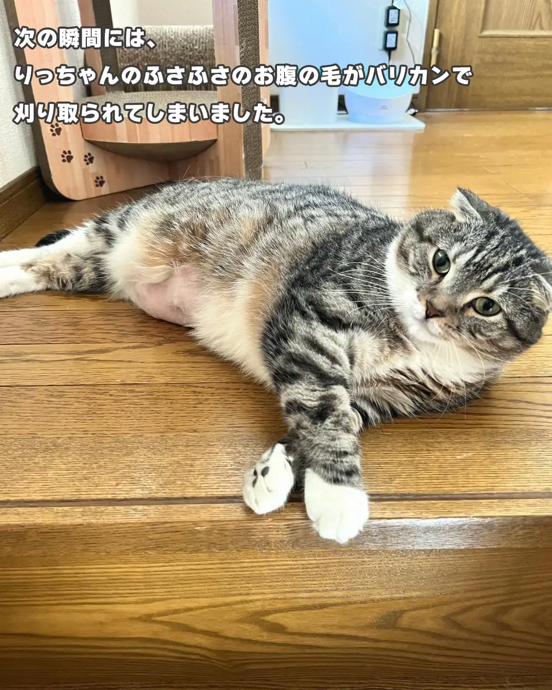 りっちゃんがツルツルになってしまった理由😭😭😭 | ねこぞーが投稿