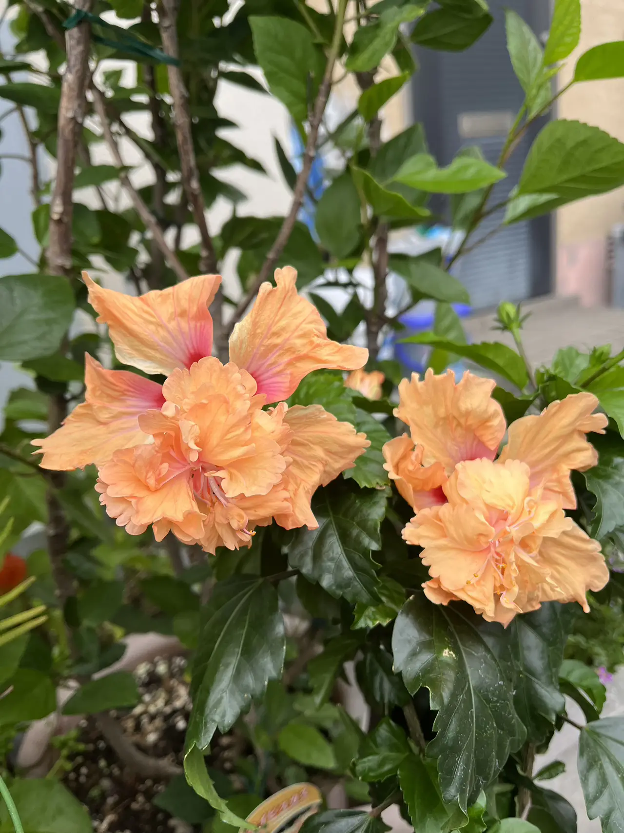 クラフトパンチ ハイビスカス☆！！オーダー受付中♪！！ クラフトパンチ ハイビスカス！！オーダー受付中！！