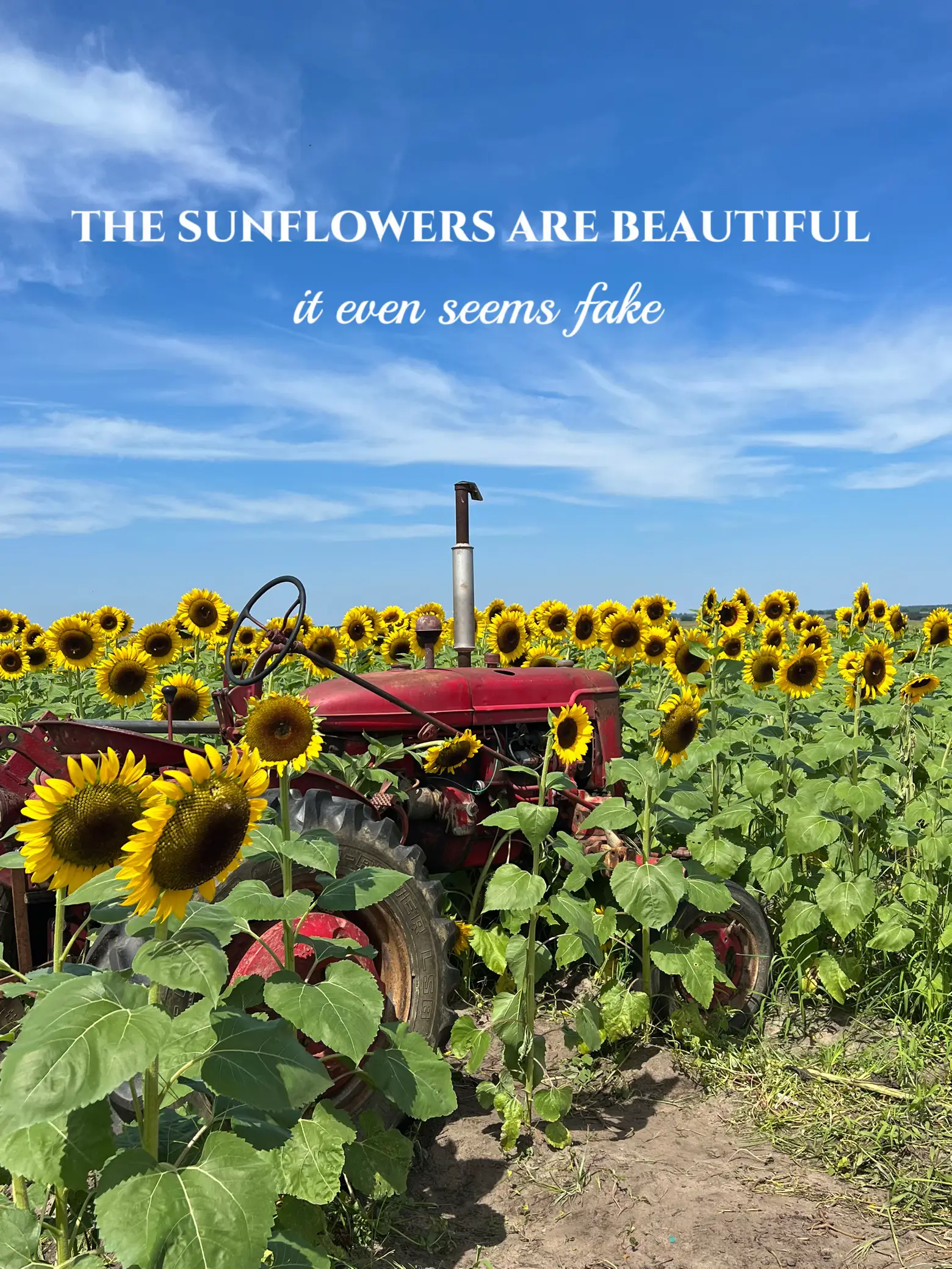 South Hill Farm A Fall Wonderland Gallery posted by Gigi prezia Lemon8