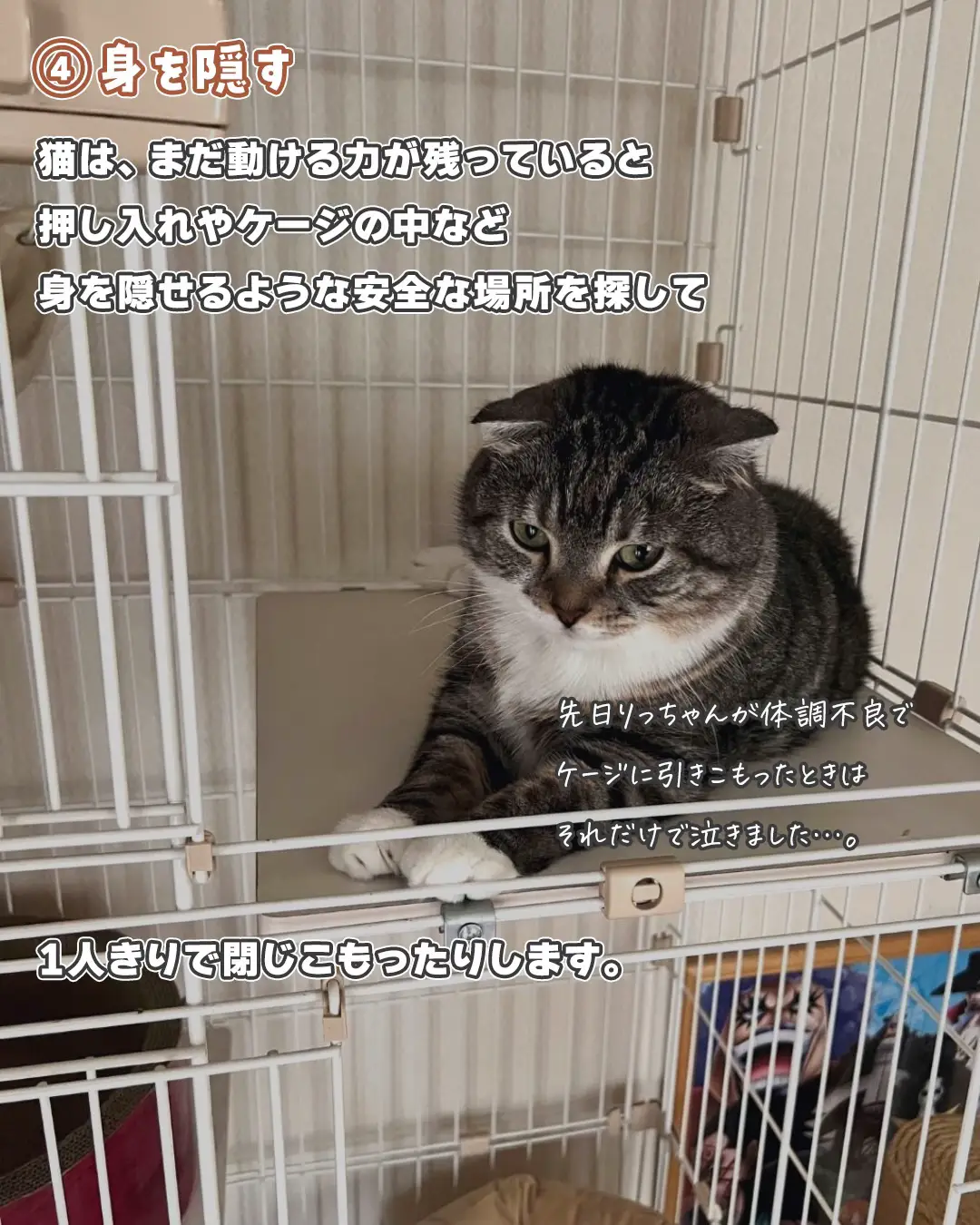 猫が - Lemon8検索