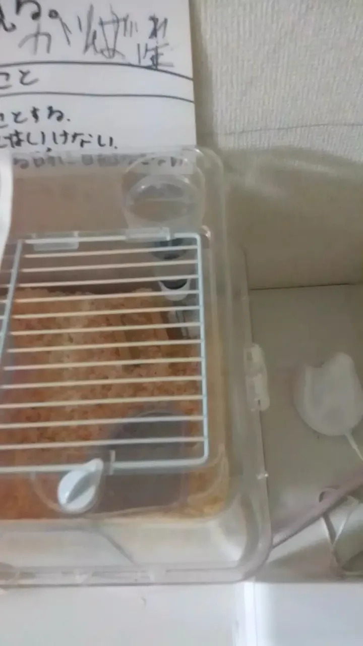 トイレ盗撮バレ 盗撮してることがバレました | はむすたぁ🐹の投稿動画 | Lemon8