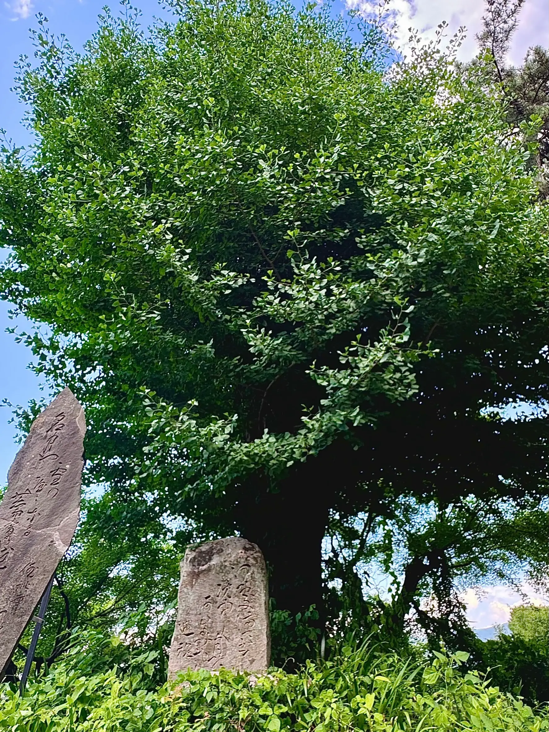【長野県】日本昔ばなしで誰もが知ってる「うばすて山」の舞台😱冠着山・別名姥捨山(うばすてやま) | Y&Yプチ旅散歩が投稿したフォトブック ...