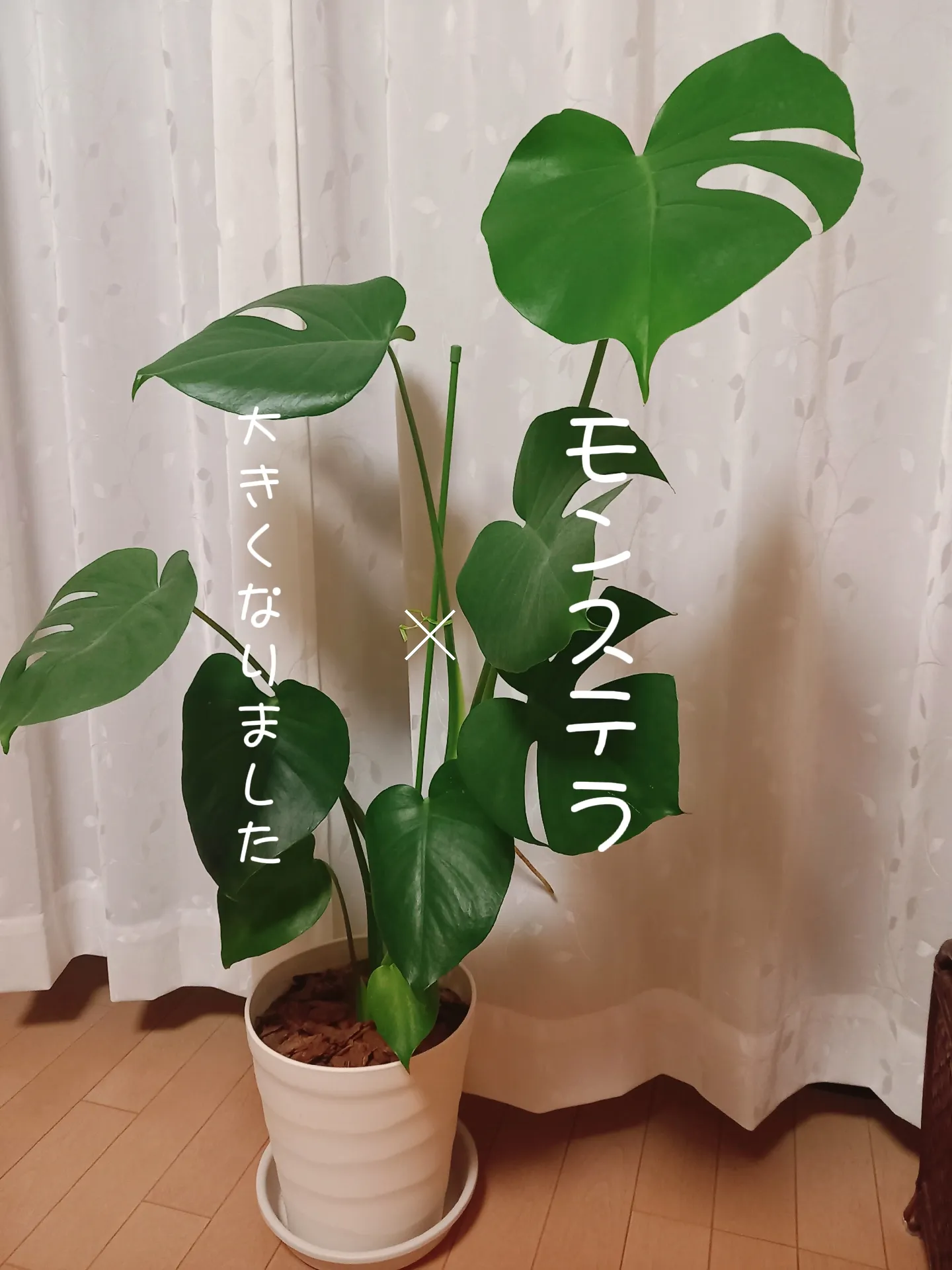 モンステラ🌱 | たりまが投稿したフォトブック | Lemon8