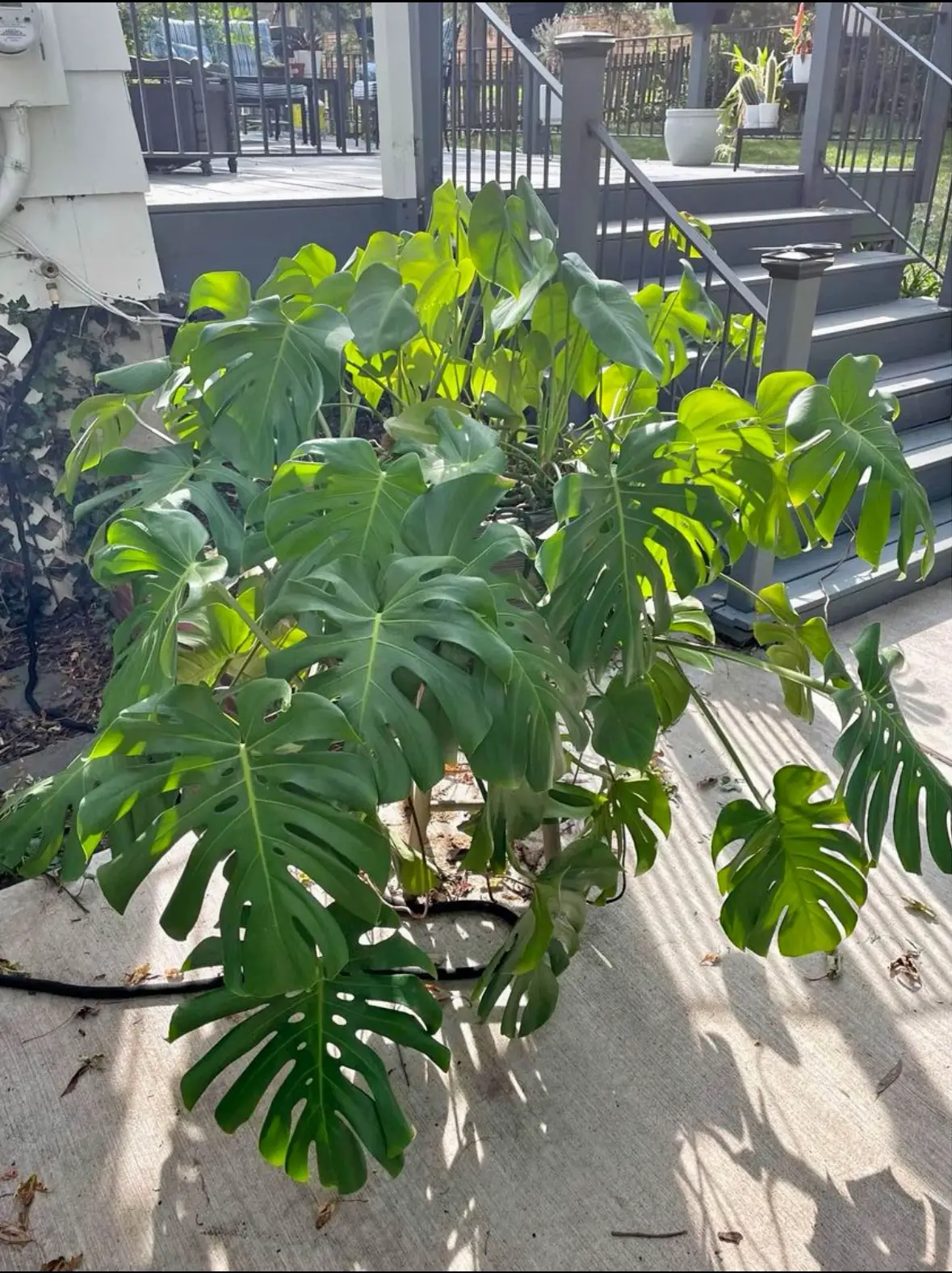 plant-baby-gallery-posted-by-natalie-rupe-lemon8