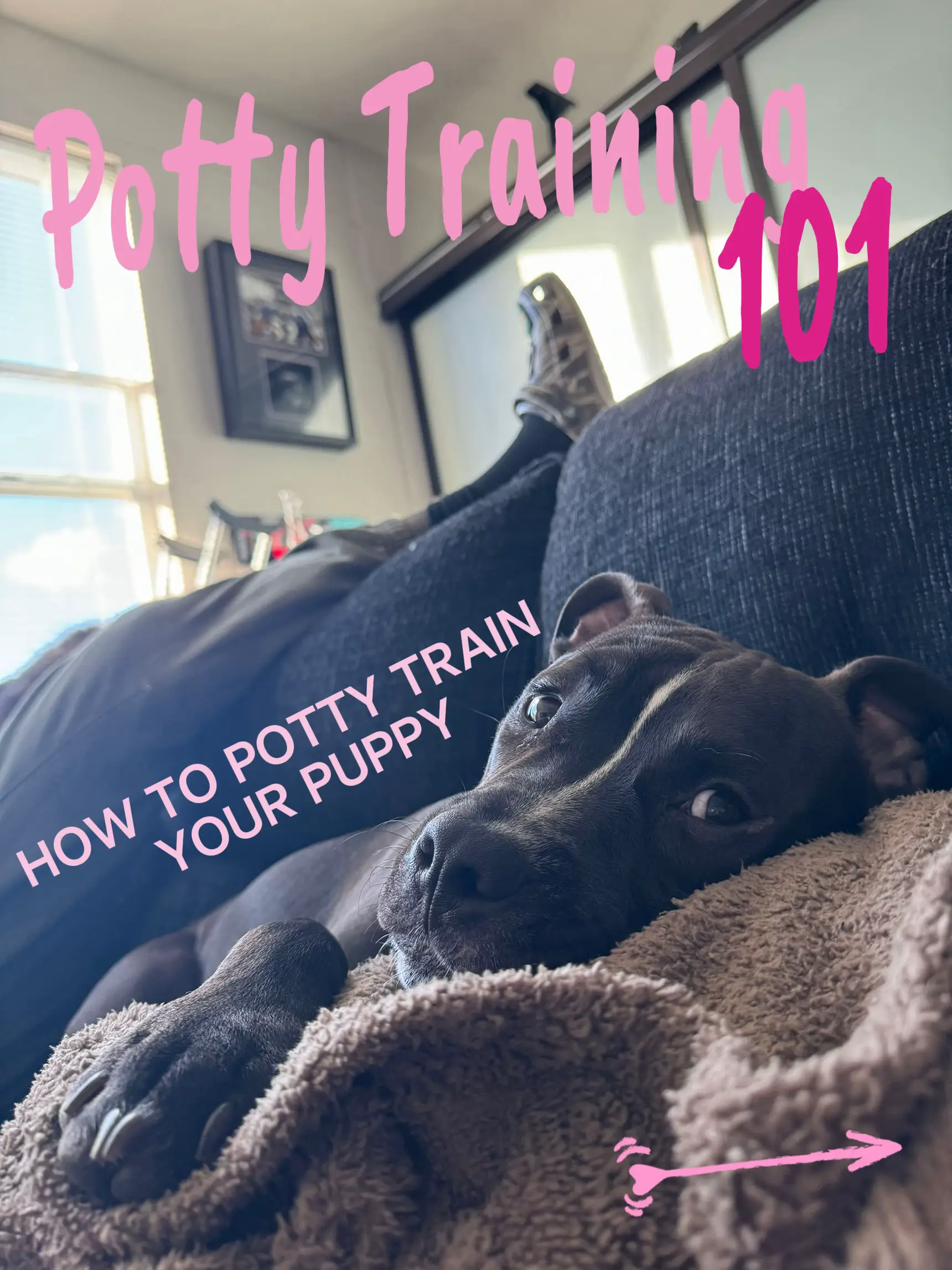 Training 9 Month Puppy to Potty - Lemon8 Search