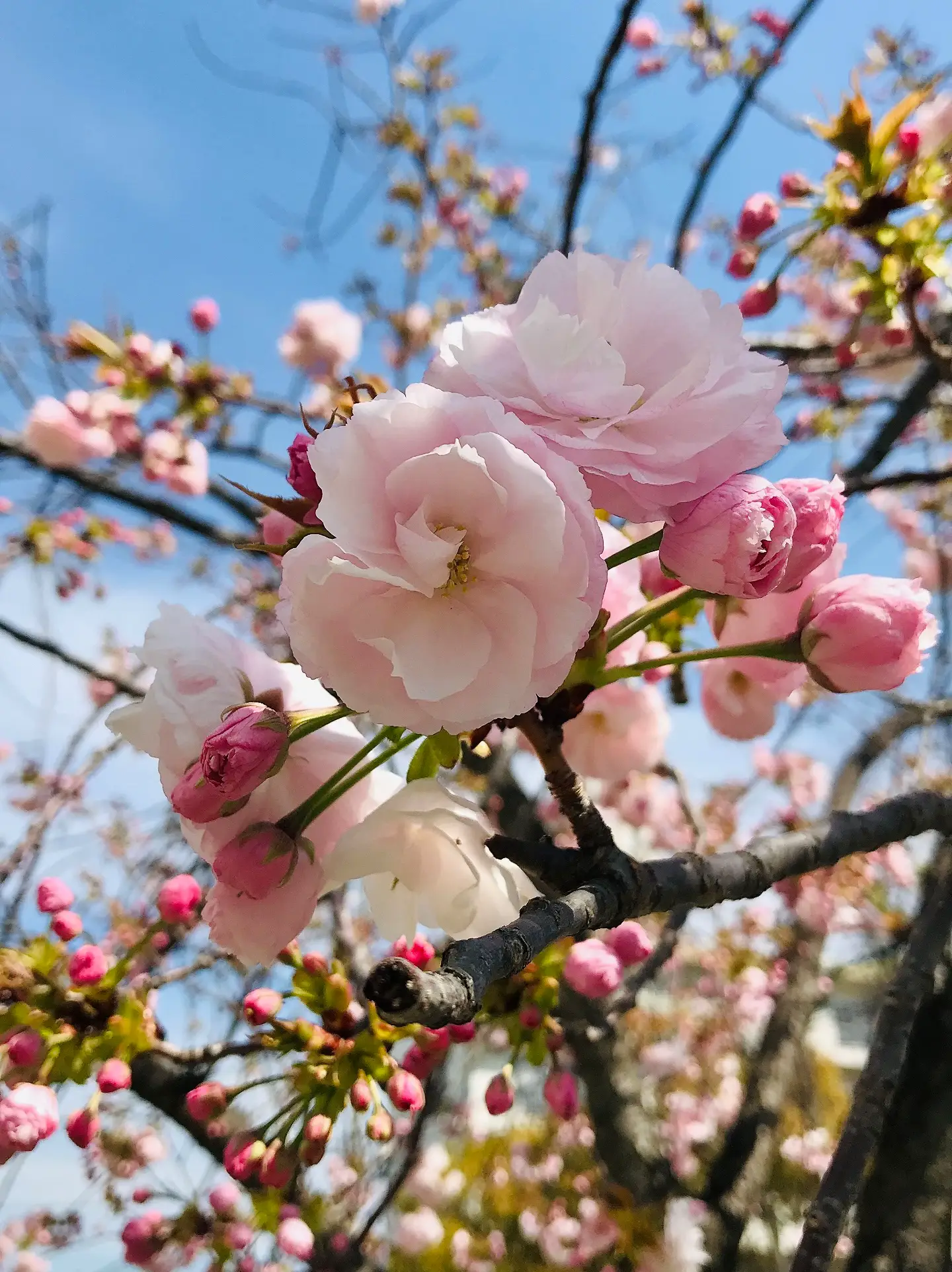 ピンクローズとパールのふわふわ豪華スウィート大リース