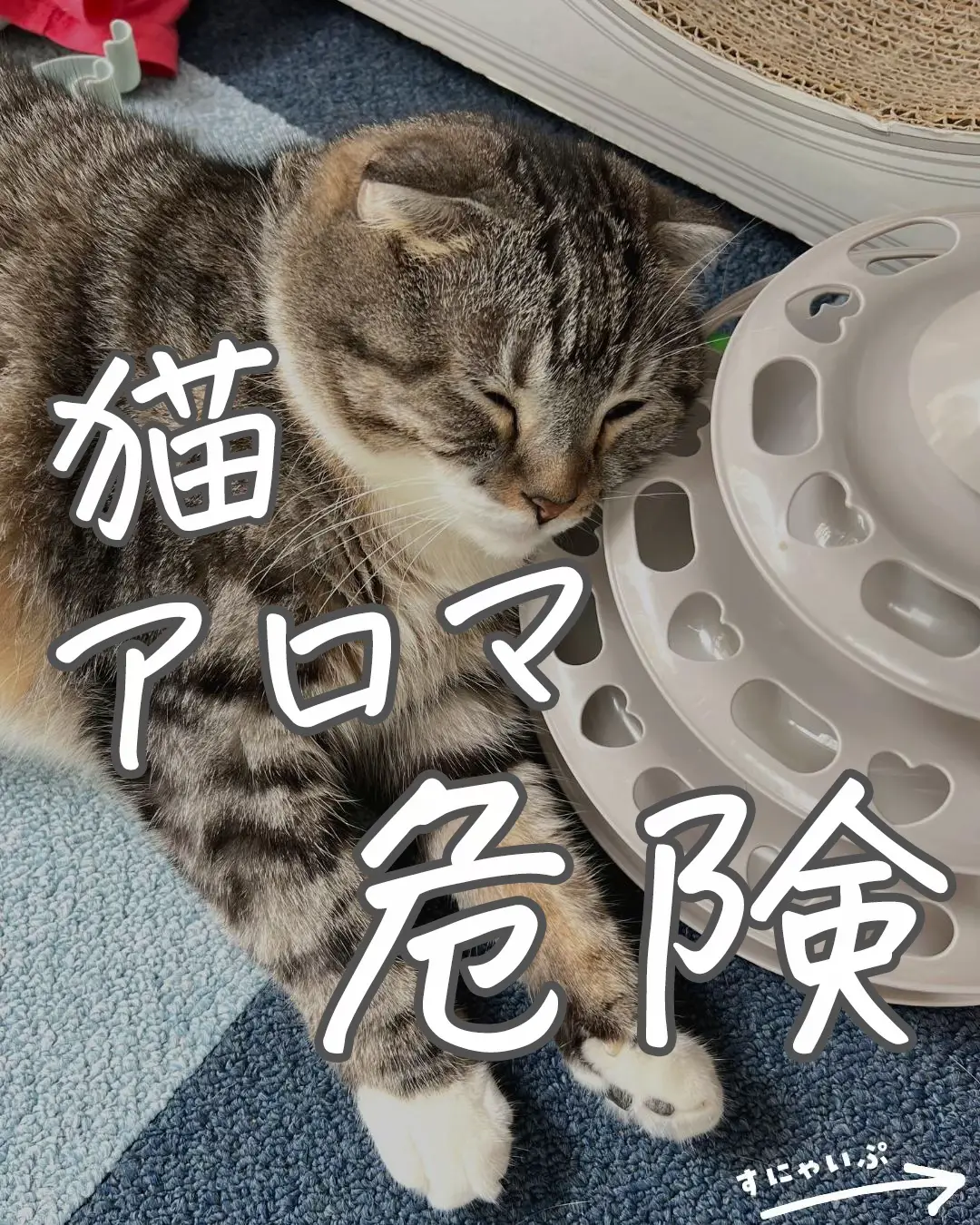 2024年の猫 シャンプー かゆいのアイデア20選