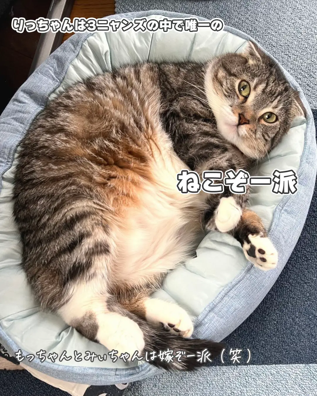 う〜ちのりっちゃんの雑学🐱✨ | ねこぞーが投稿したフォトブック | Lemon8