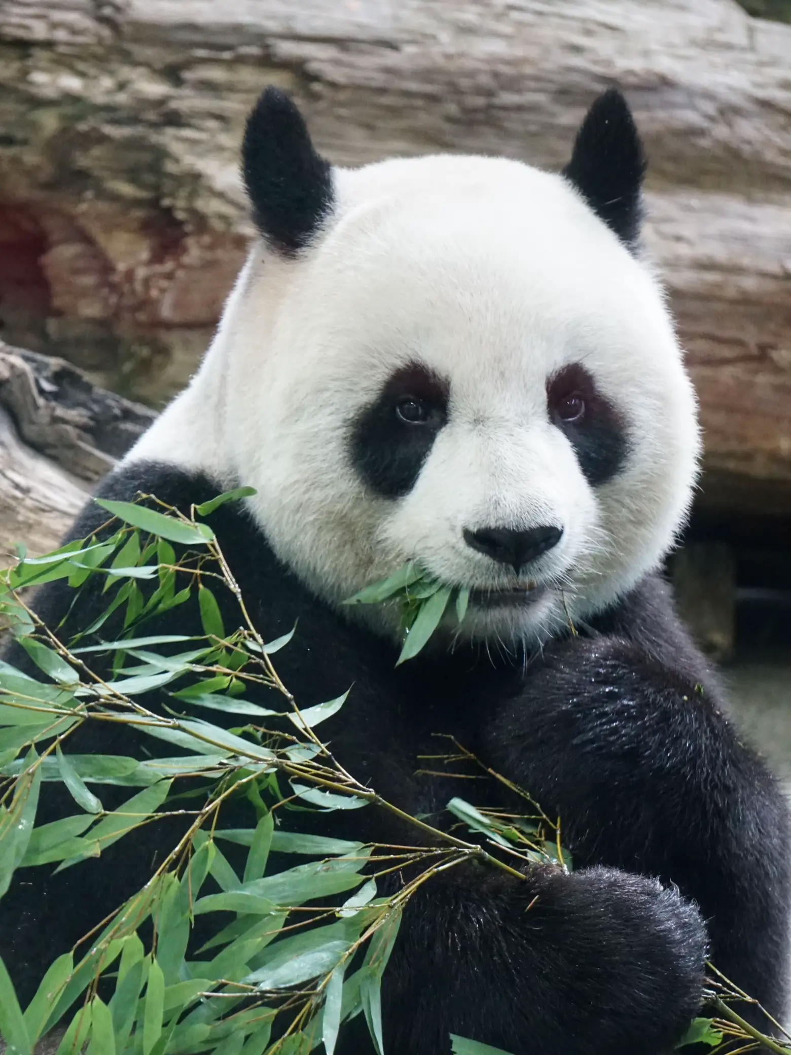 台北動物園のパンダ🐼😄 | ♥nao♥が投稿したフォトブック | Lemon8