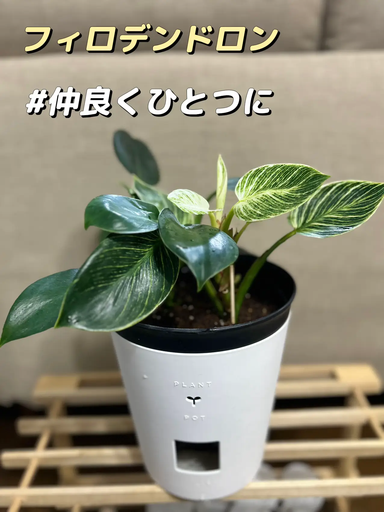 フィロデンドロン・植え替え | angel.yukariが投稿したフォトブック | Lemon8