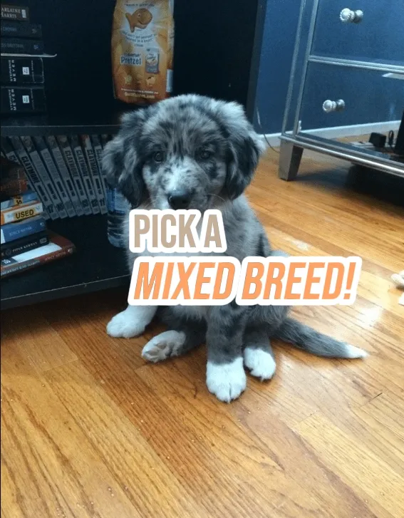 Pick A Mixed Breed's images