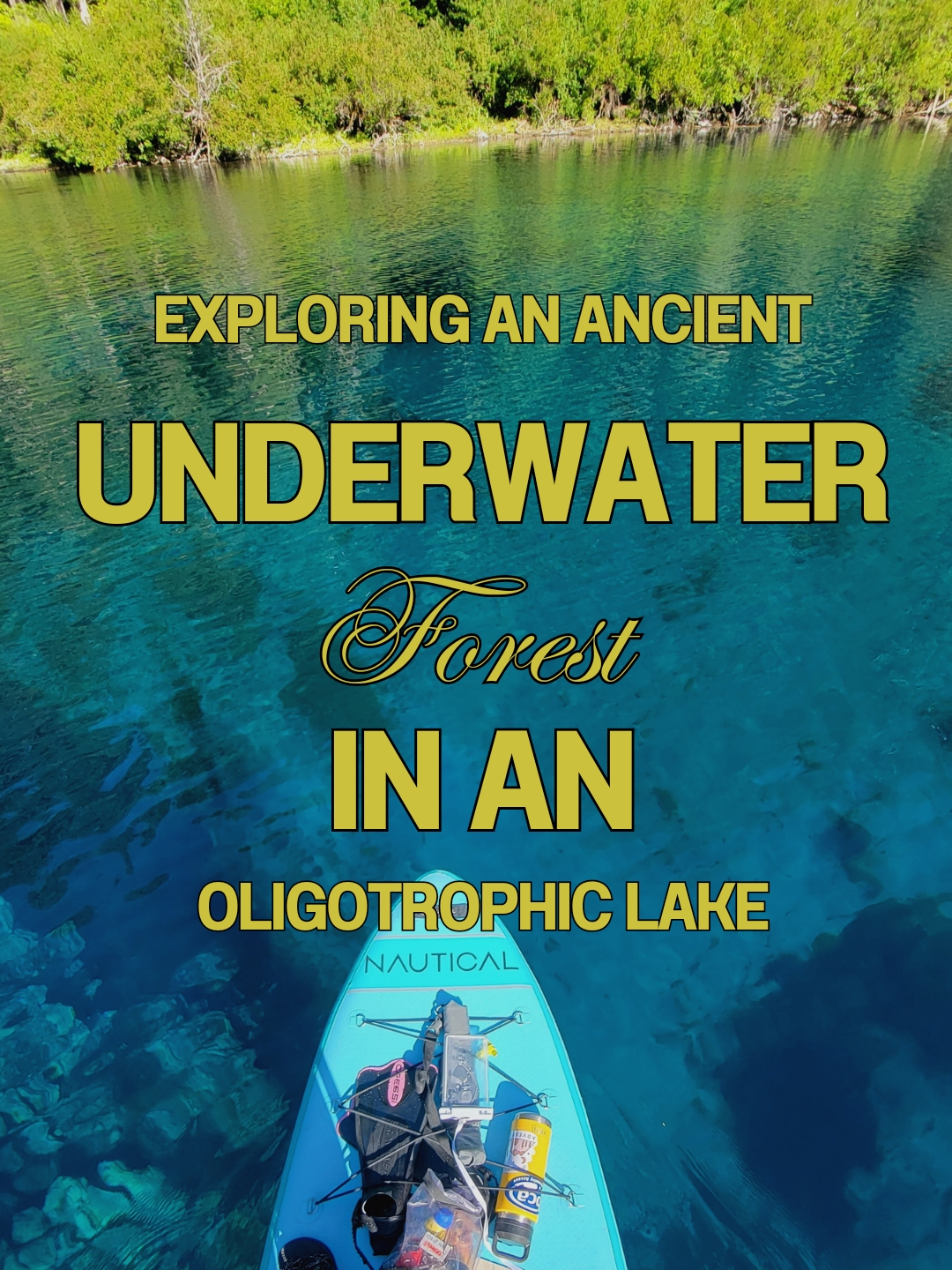 ancient underwater forest