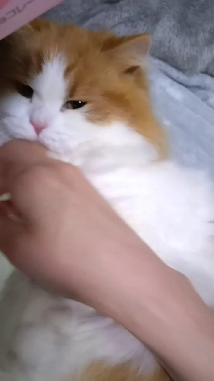 ことりのおおきなあそびば ♡セミオーダーOK♡