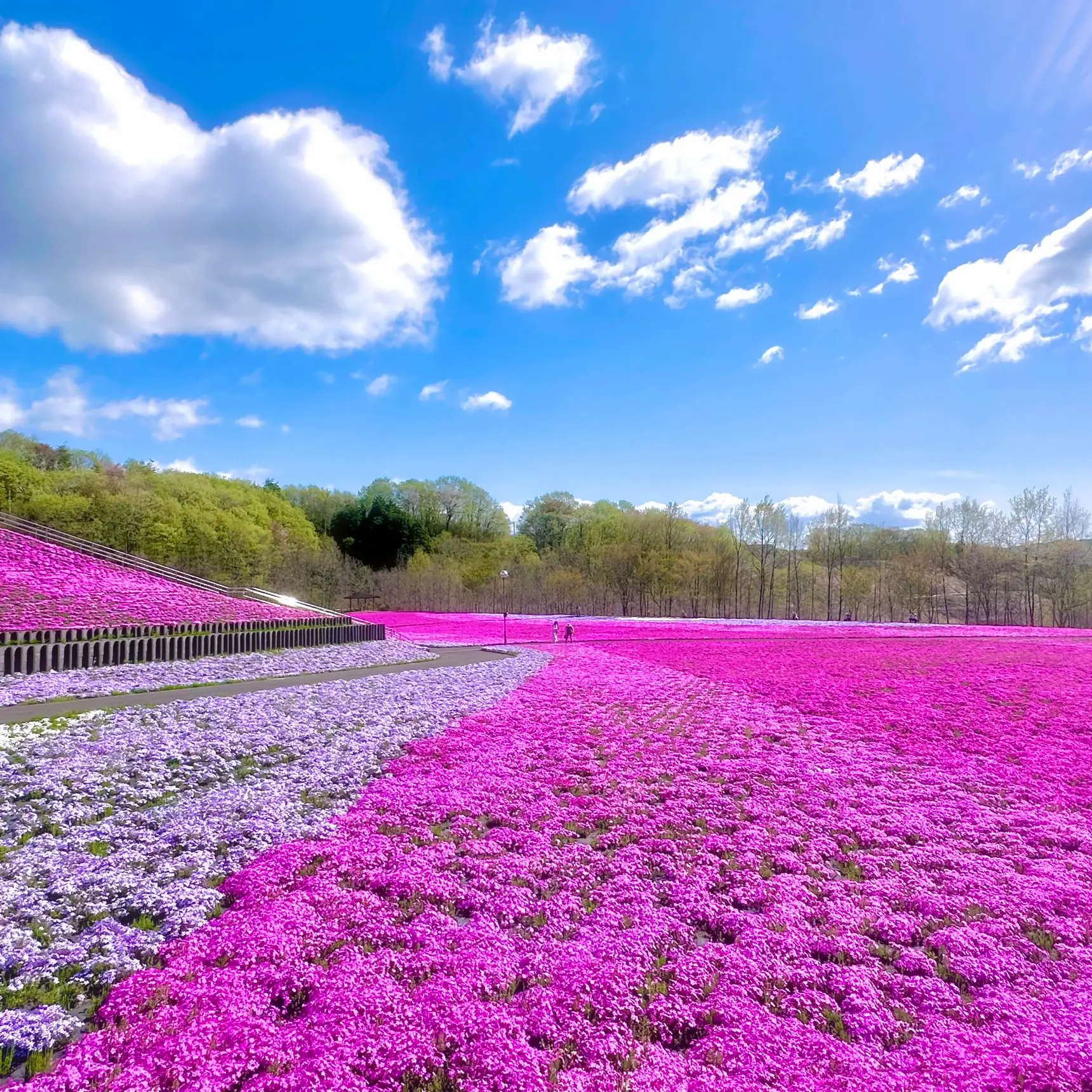 当社の 芝桜~(13)芝~(8)たまご、黄、ひまわり、空各2 生地/糸 