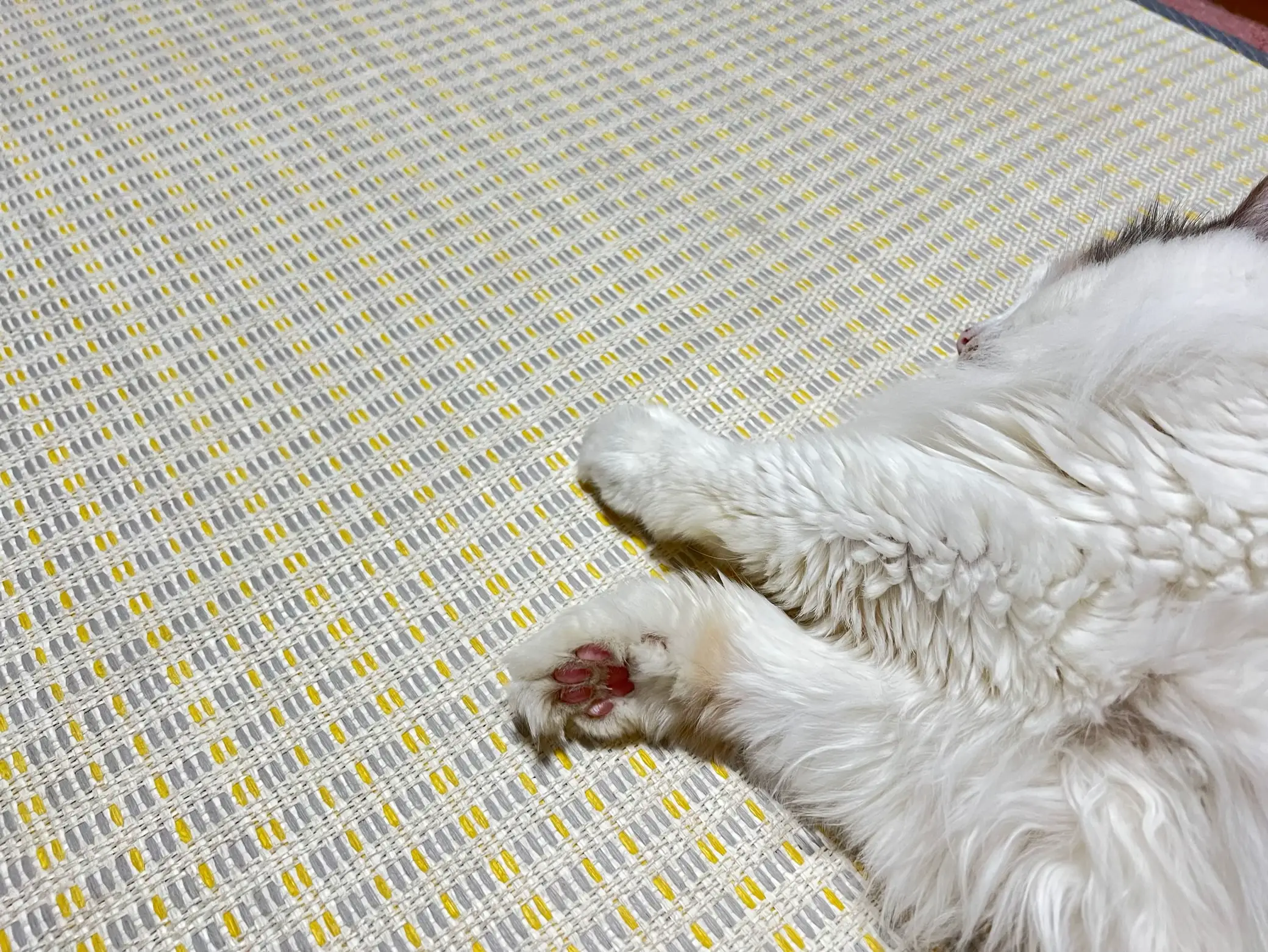 開脚　ハミ毛 