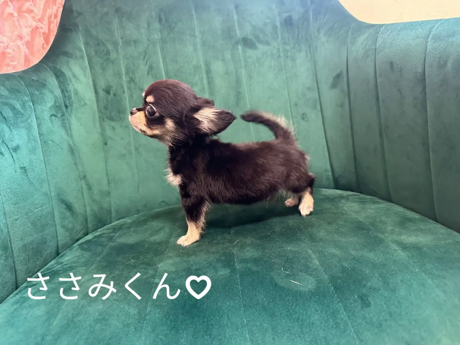 Mixed Breed Dogs for Families - Lemon8検索