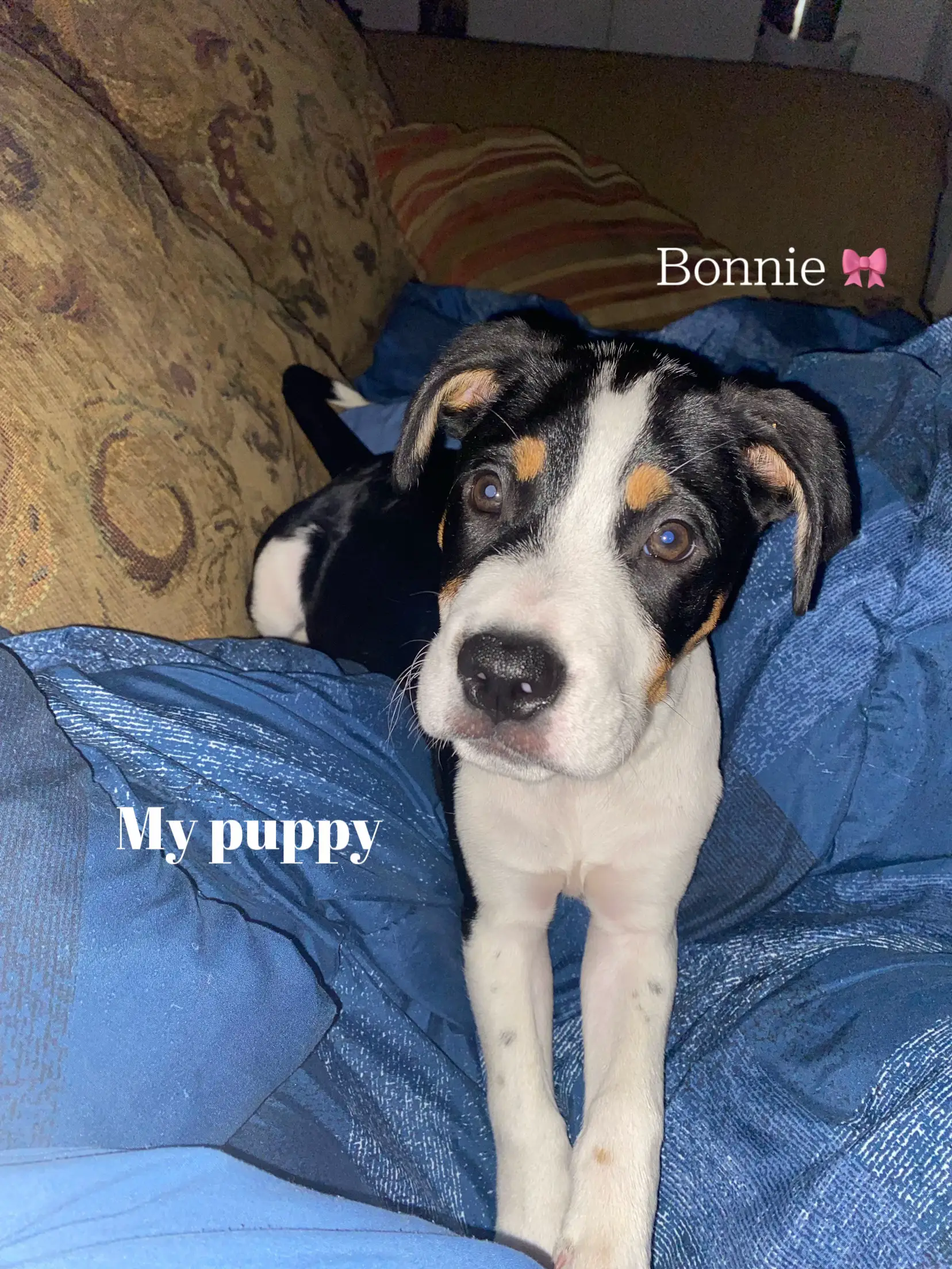 Bonnie puppy clearance biscuits