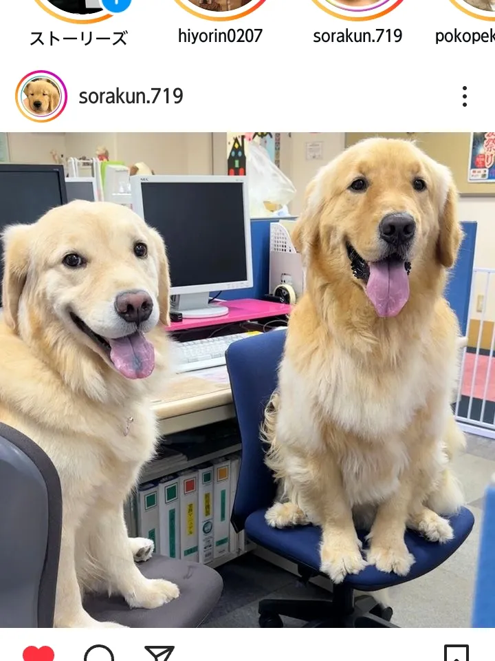 インスタでみっけた可愛い犬達10選🐶 | natsumin_52843が投稿したフォトブック | Lemon8