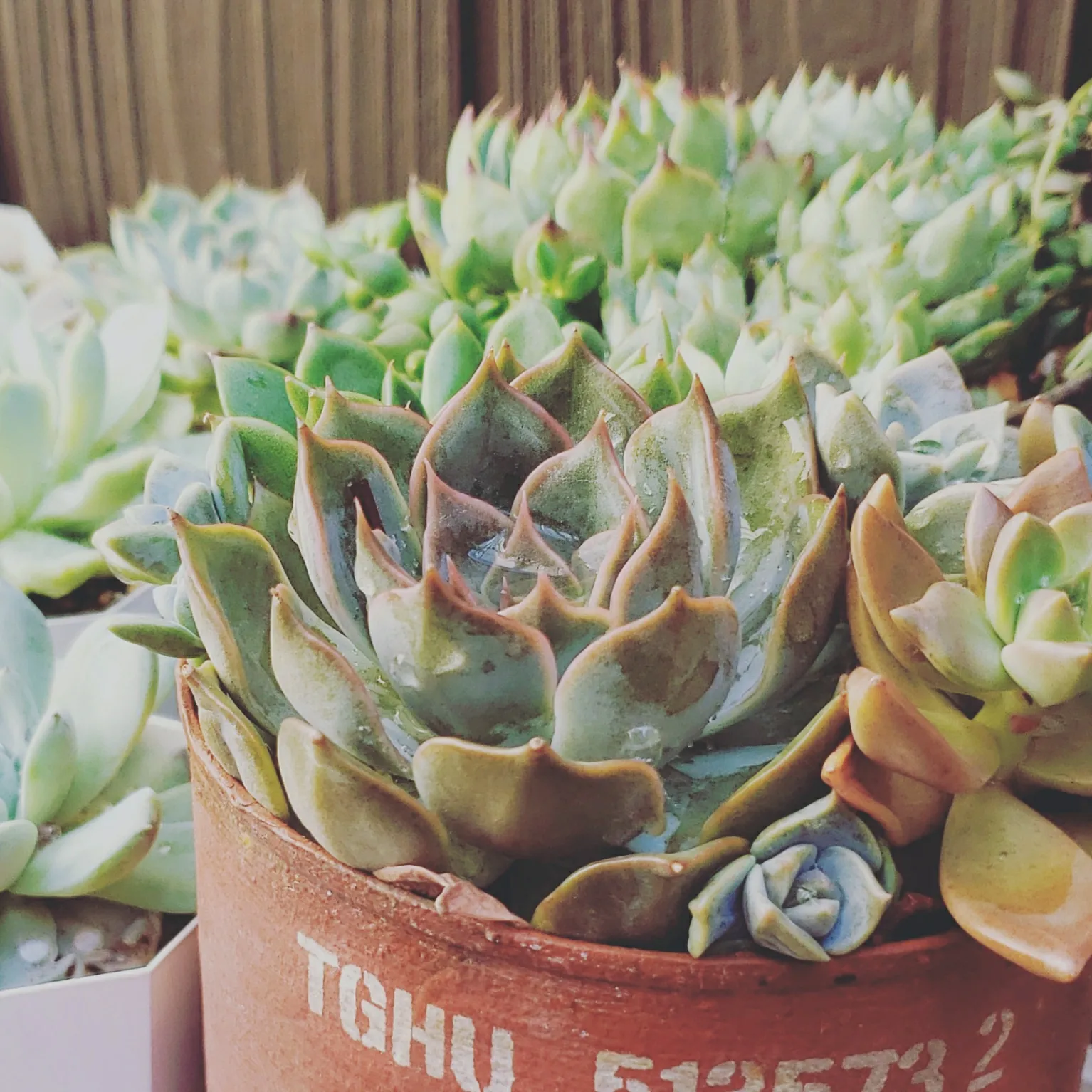 ダルマ緑塔　抜き苗 ダルマ緑塔 抜き苗