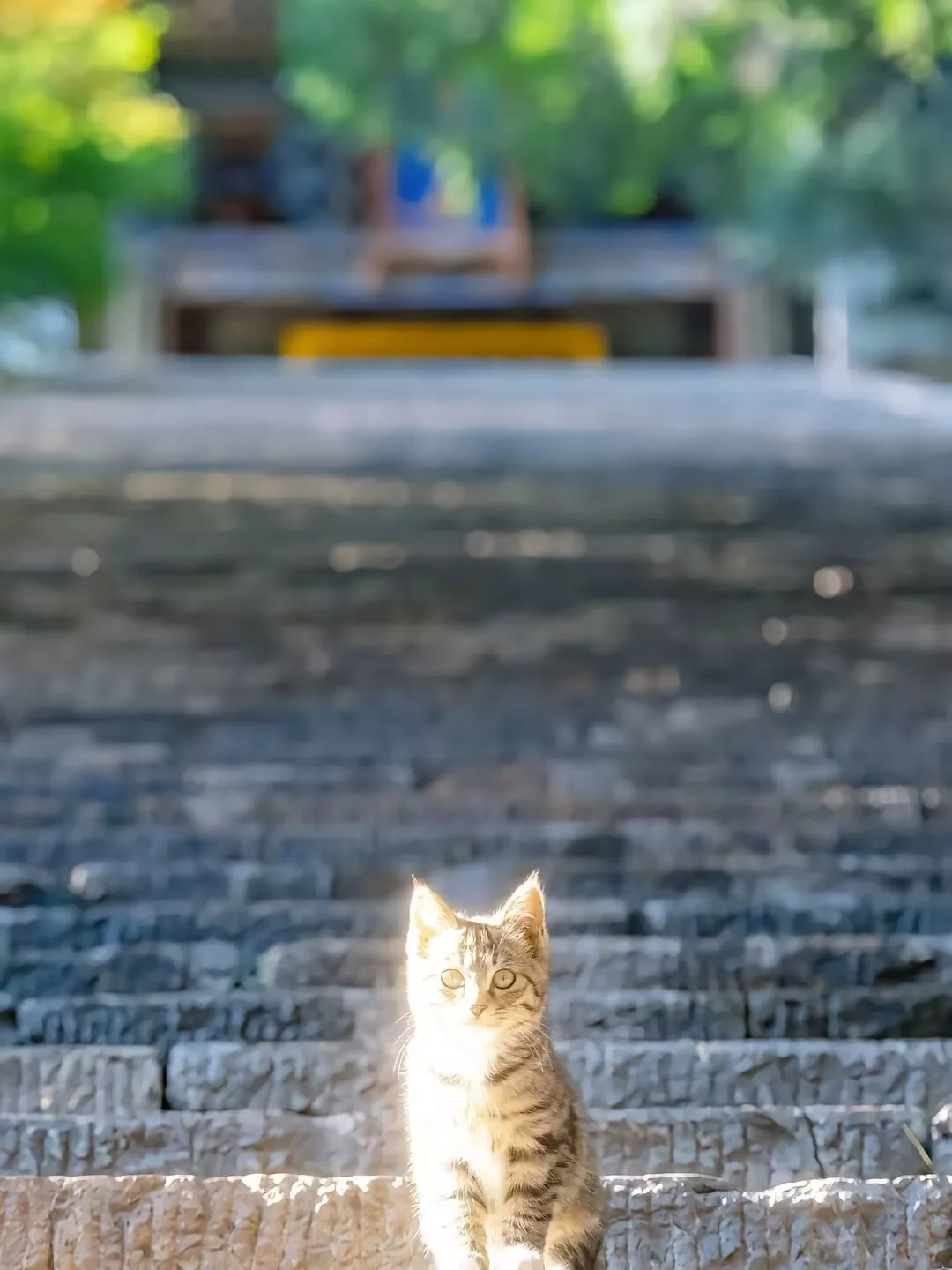 光るのは猫だけではなく、あなたもです | kyrieが投稿したフォトブック 