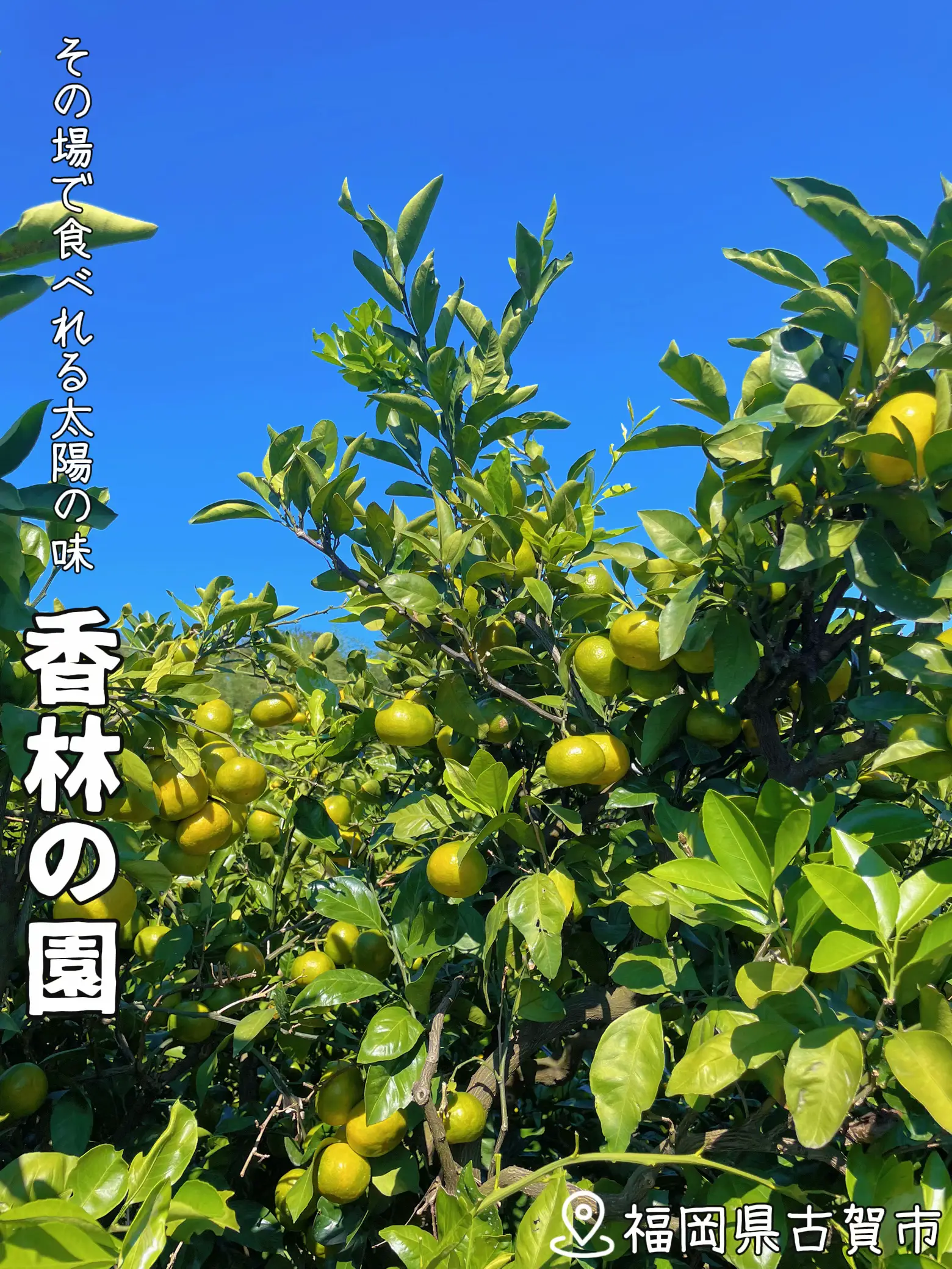 みかん狩り🍊】入園料無料🆓味見もタダ | 幸せの黄色いポストが投稿したフォトブック | Lemon8