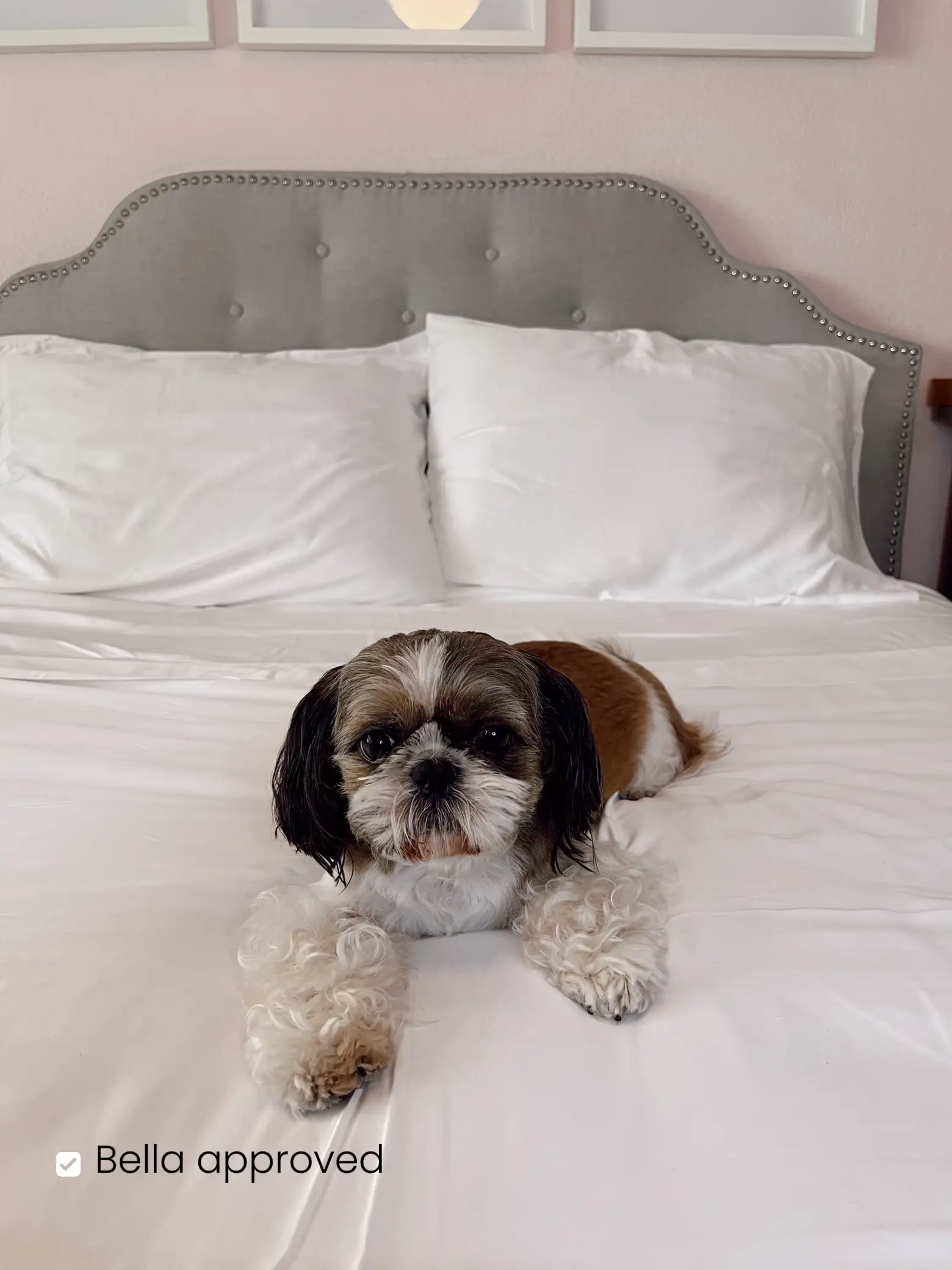 Best Comforters for Dog Hair - Lemon8 Search