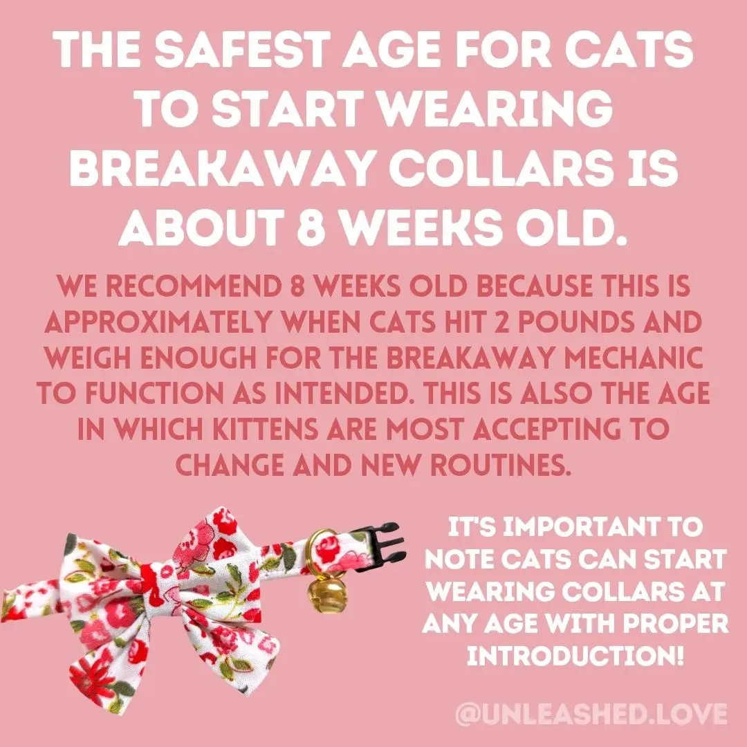 What age should a cat wear a collar? 👀 Gallery posted by Unleashed