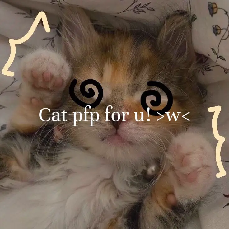 CUTE CAT, cool cat, pretty cat, doja cat, catty cat - Cute Cat