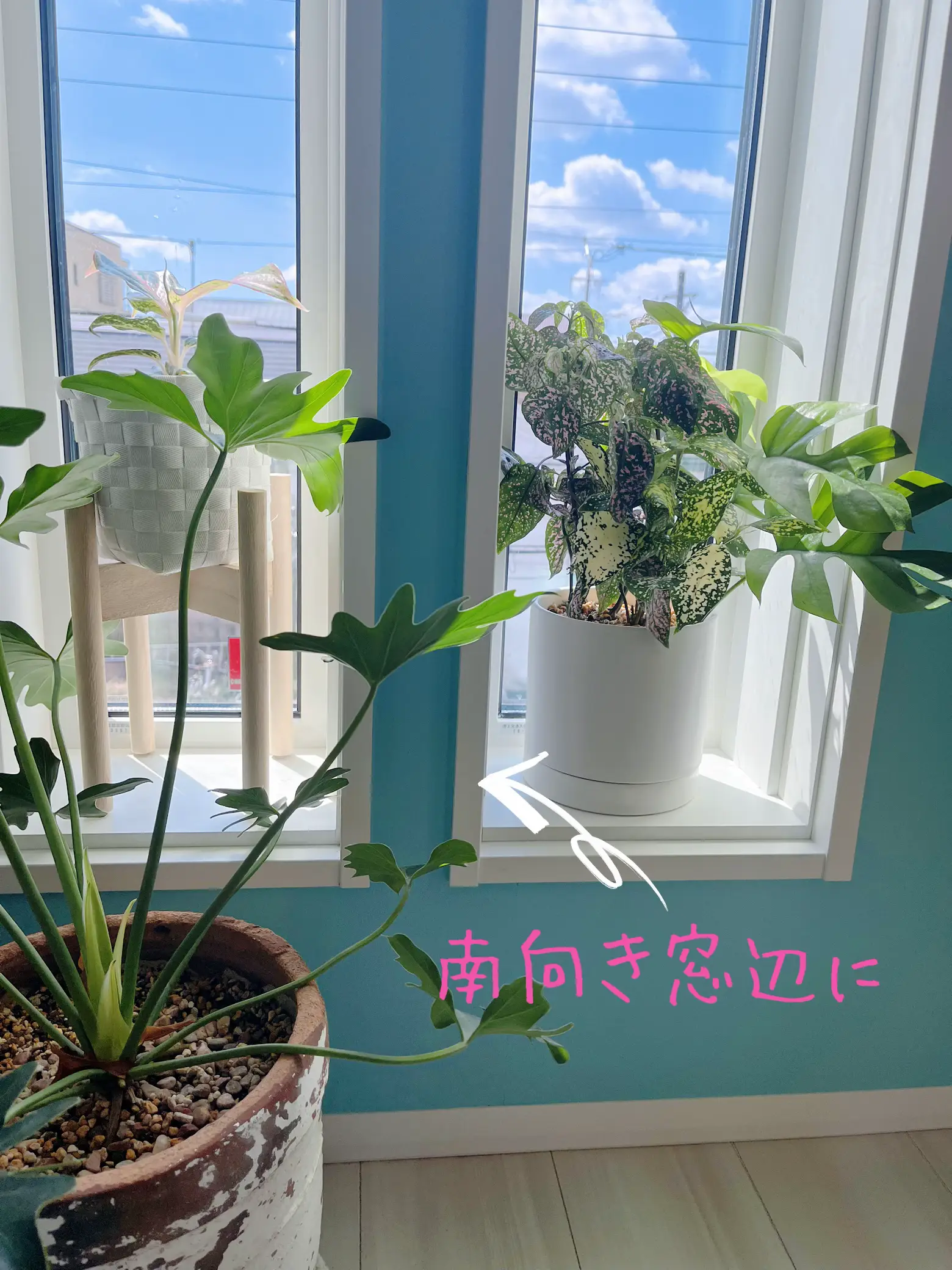 鮮やかな独特な斑入り✨ヒポエステス | ピカケ✨植物とALOHAライフが投稿したフォトブック | Lemon8