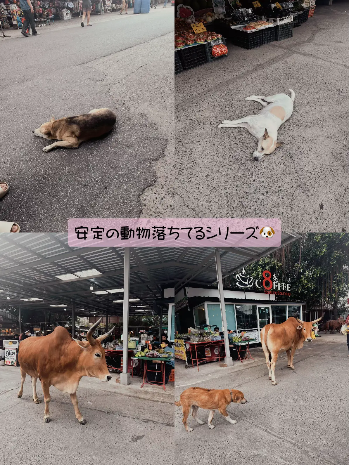 📍タイ🇹🇭】最速ご利益🙏祈願成就が凄く速いピンクのガネーシャ様にお祈りしてきたよ🩷 | なつ|旅好きメイクさんが投稿したフォトブック |  Lemon8