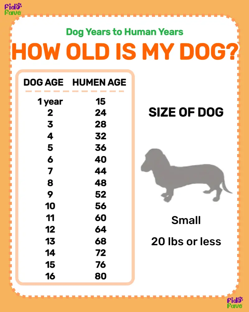 Chihuahua Growth Chart  Weight and Size Calculations