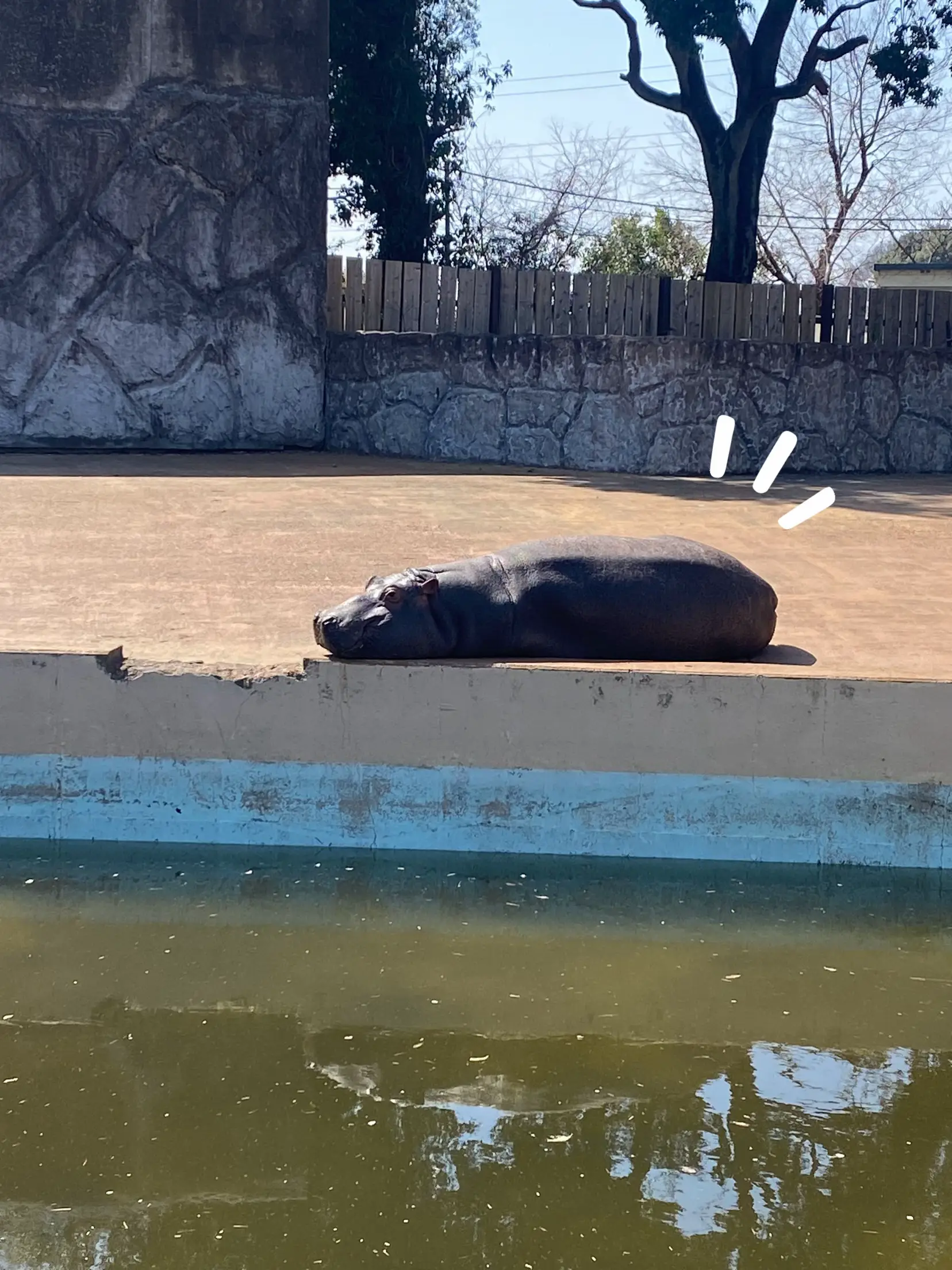 埼玉東武動物公園】行ってきました💗遊園地🎡も動物園🦁両方✨楽しめる🌸 | tuchi /雑貨屋/埼玉が投稿したフォトブック | Lemon8