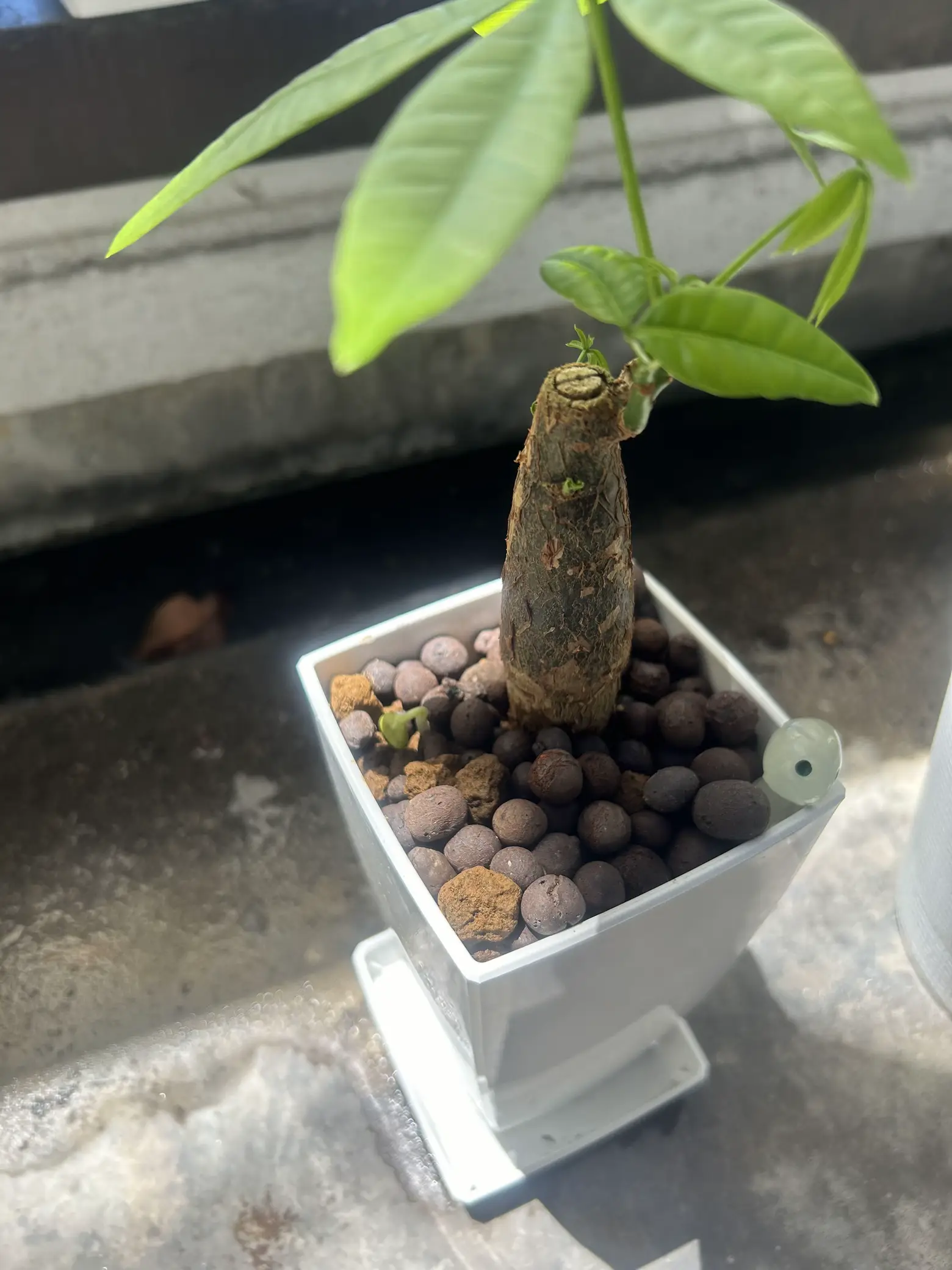 実生・オシャレ◎120】 パキラ 朴もの 一本もの 観葉植物 室内 8号 実生・オシャレ◎120】 パキラ 朴もの 一本もの 観葉植物 室内 8号
