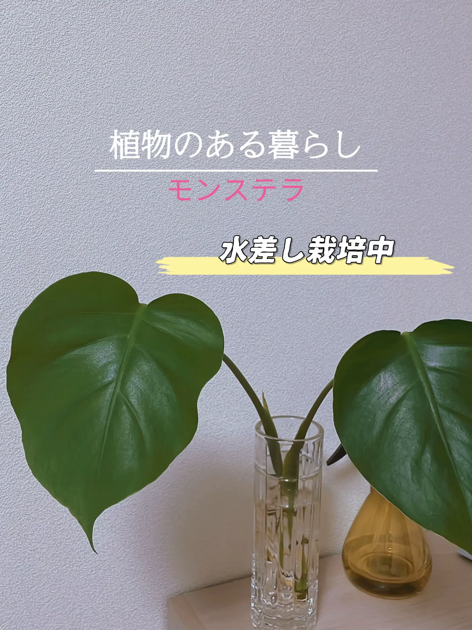 水差しモンステラの成長🌱 | ayacoccoが投稿したフォトブック | Lemon8