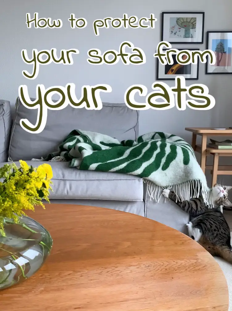 How to protect outlet your sofa from cats