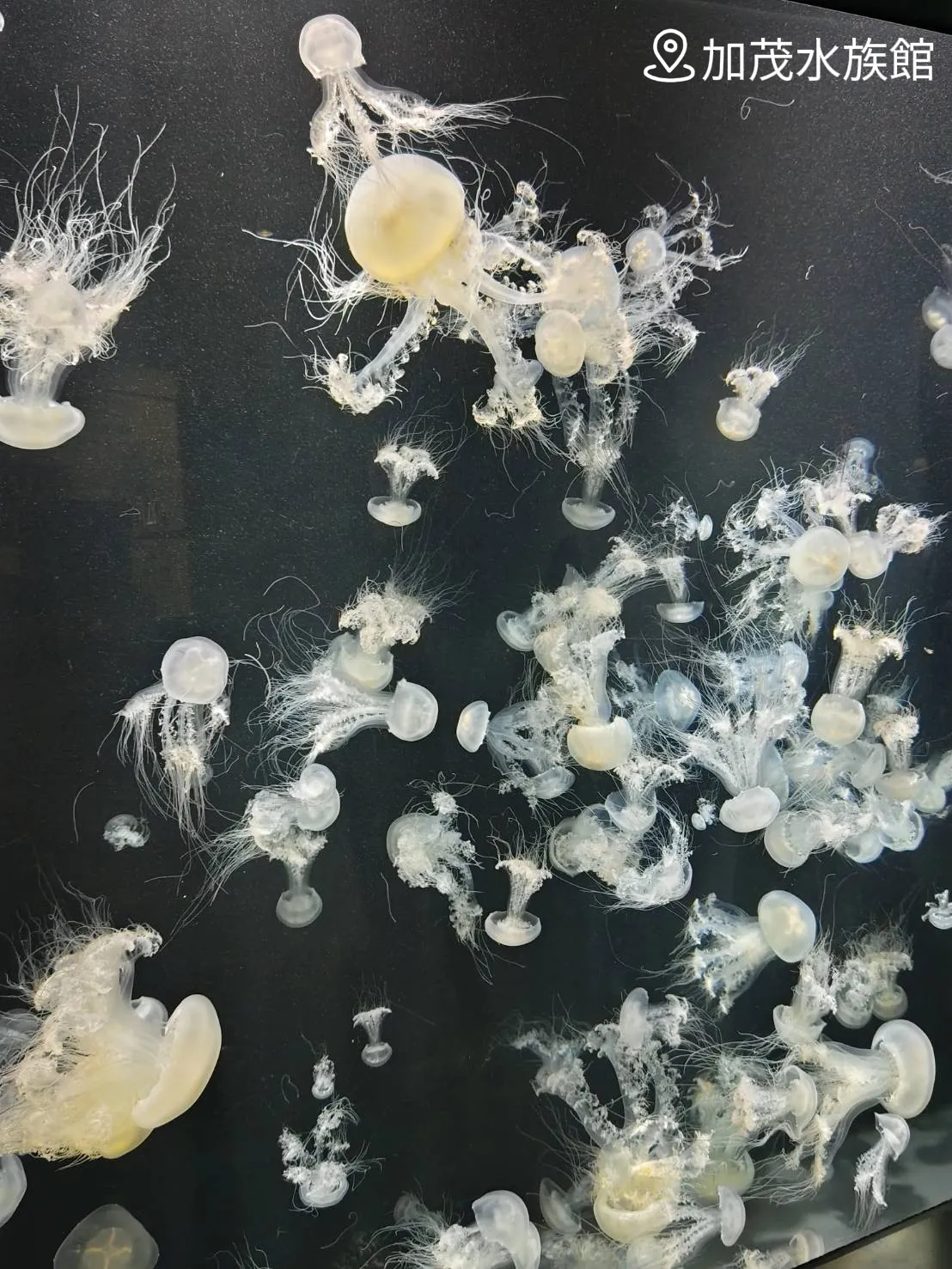 弥彦 【新品】クラゲ風鈴 タクグラス 京都水族館 小さく
