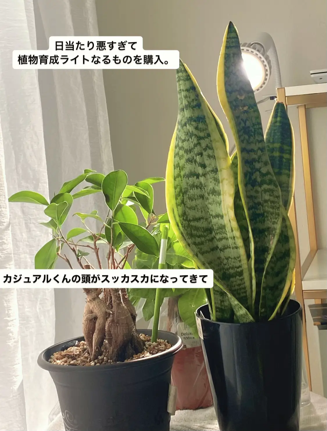❤天候に左右されない❣害虫被害が多い植物の育成にも超