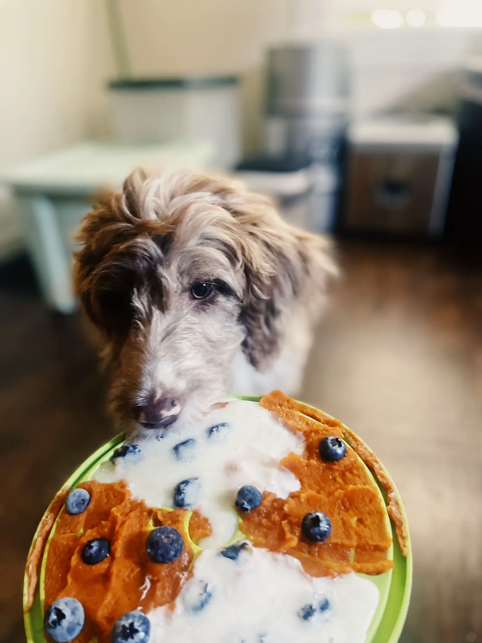 Aussiedoodle Puppy Food Lemon8 Search