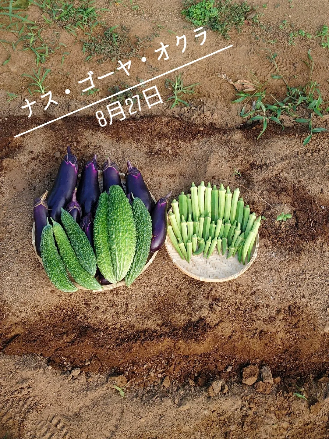 畑の野菜作りに使ってたそうです。量が多いです。画像のカバー被せてるのは、雨に濡れないようにしておりますので箱 が下に何個かあります。全て引き取りの方のみ購入お願いします!バラ売りは、しておりませんため、予め、ご了承お願いします!積み込みは購入者様でお願いし  ...